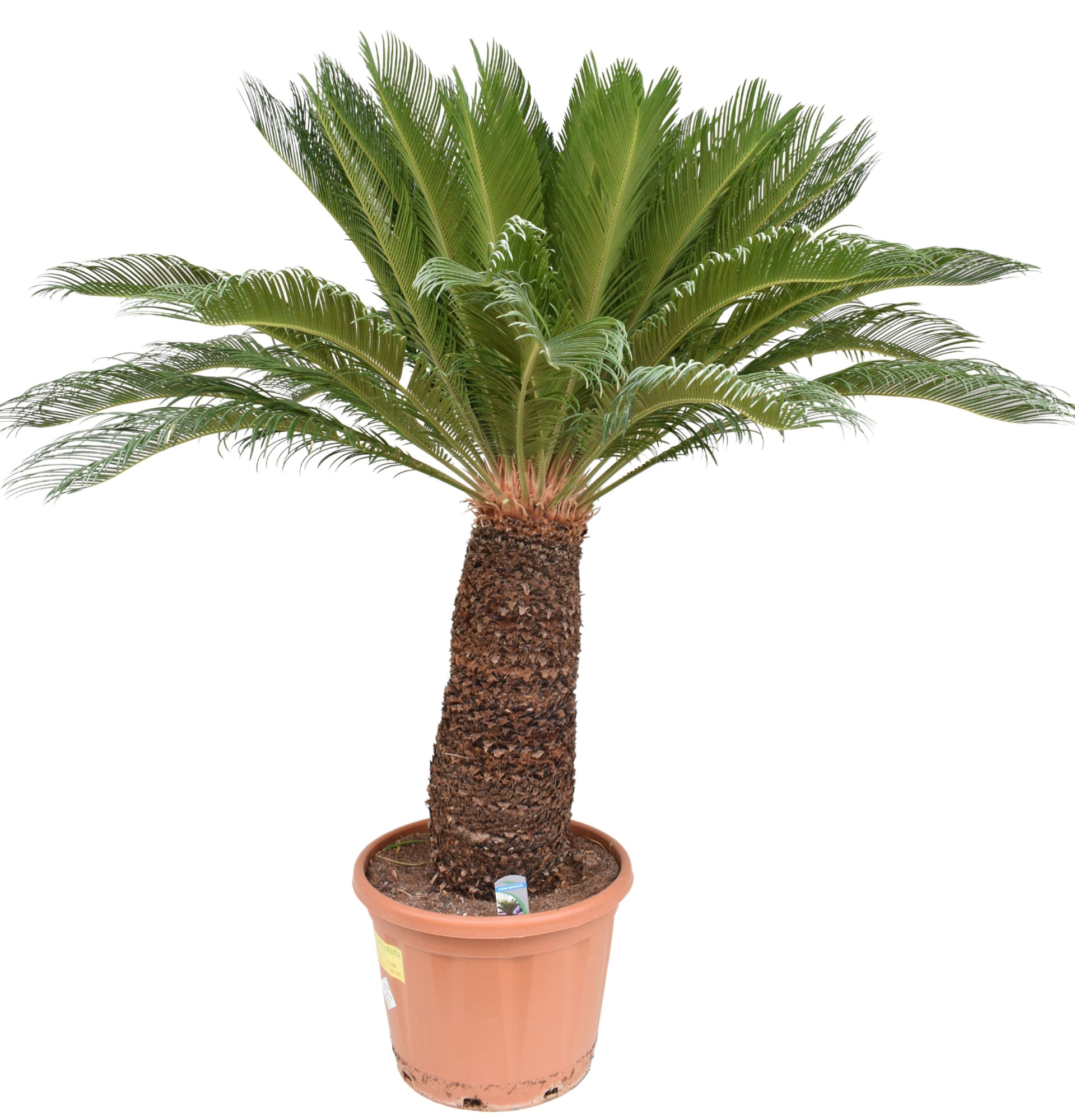 Cycas revoluta P53 ST70, D 53 cm