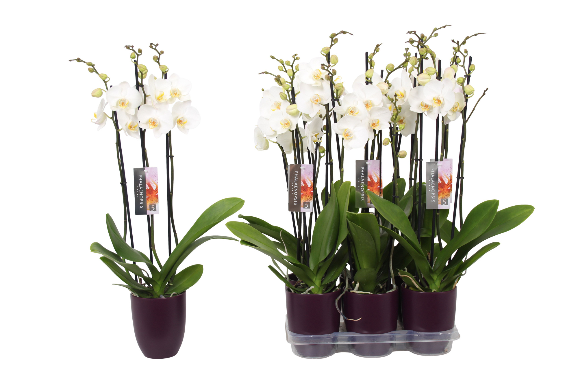 Phalaenopsis White, 3-spike Purple Ceramics, D 12 cm