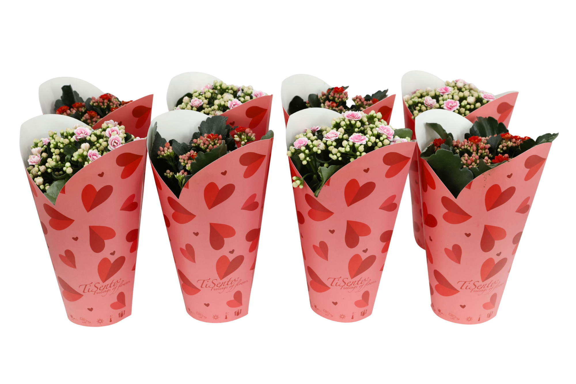 Calandiva mix 12 cm valentijn cover 2026, D 12