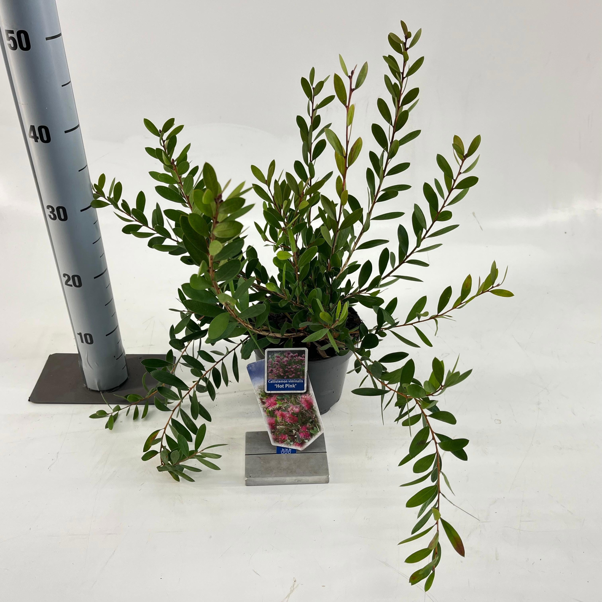 Callistemon viminalis HOT PINK ('Kko1'PBR), D 17 cm