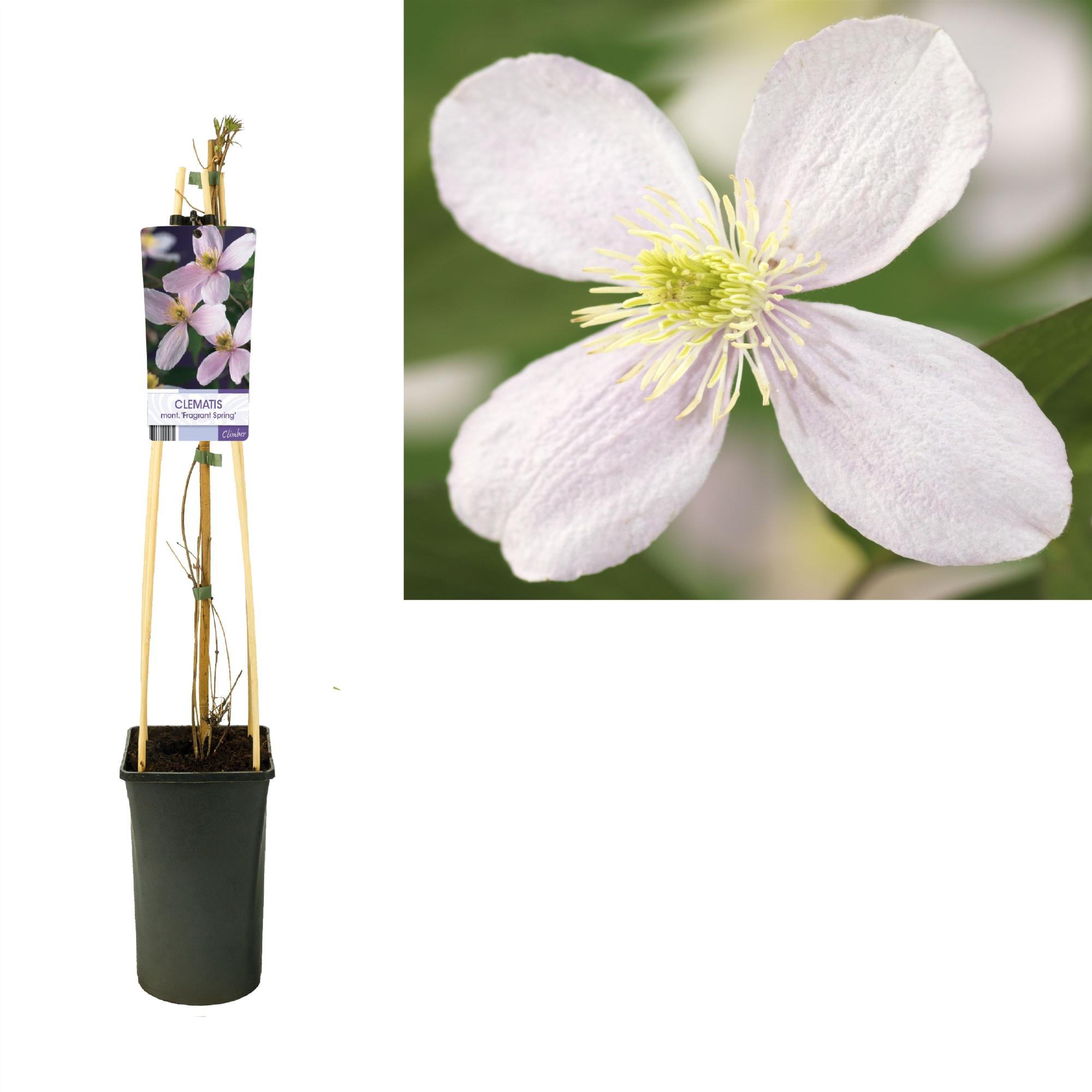 Clematis montana 'Fragrant Spring' +light label, D 17