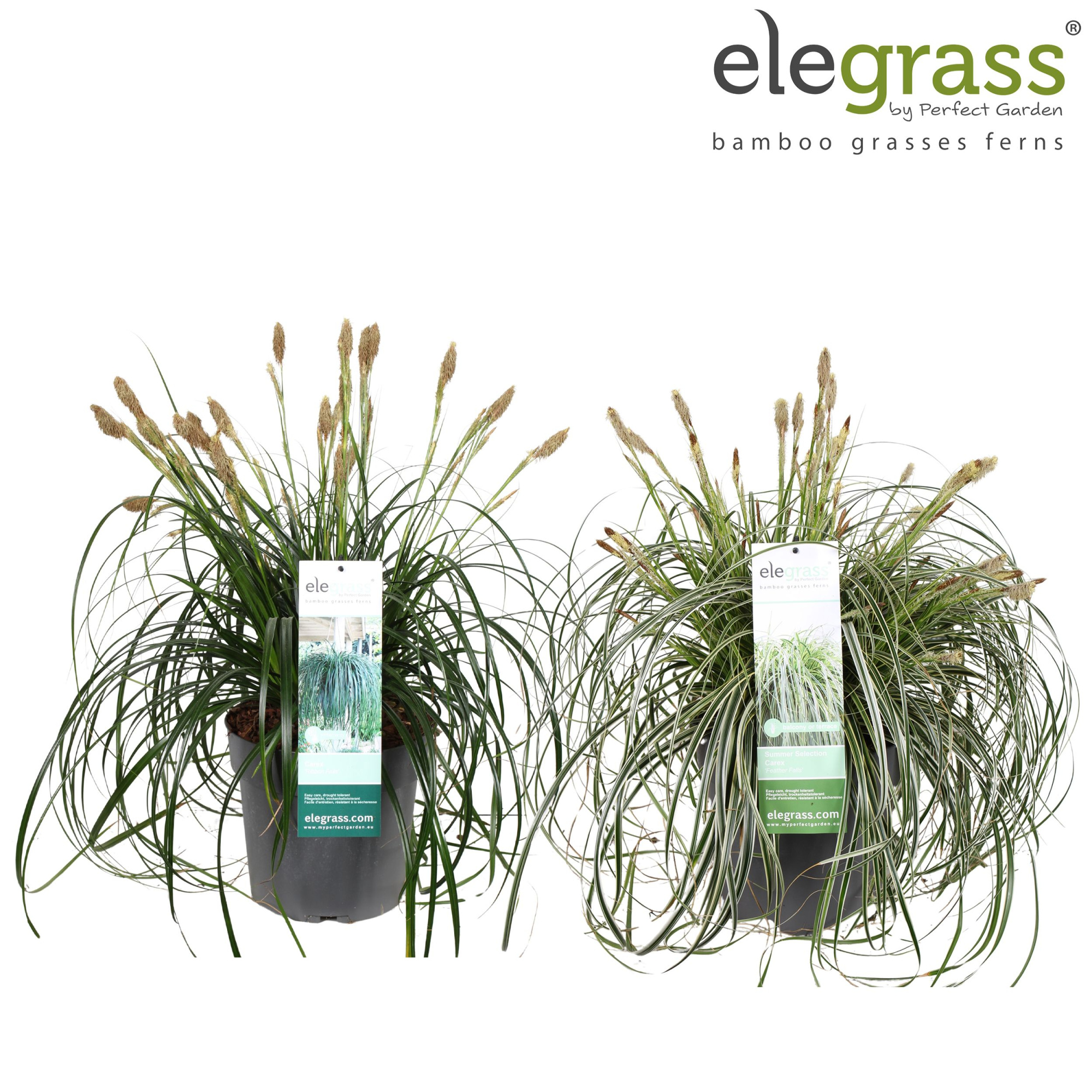 Carex mix laag P23 los, D 23 cm