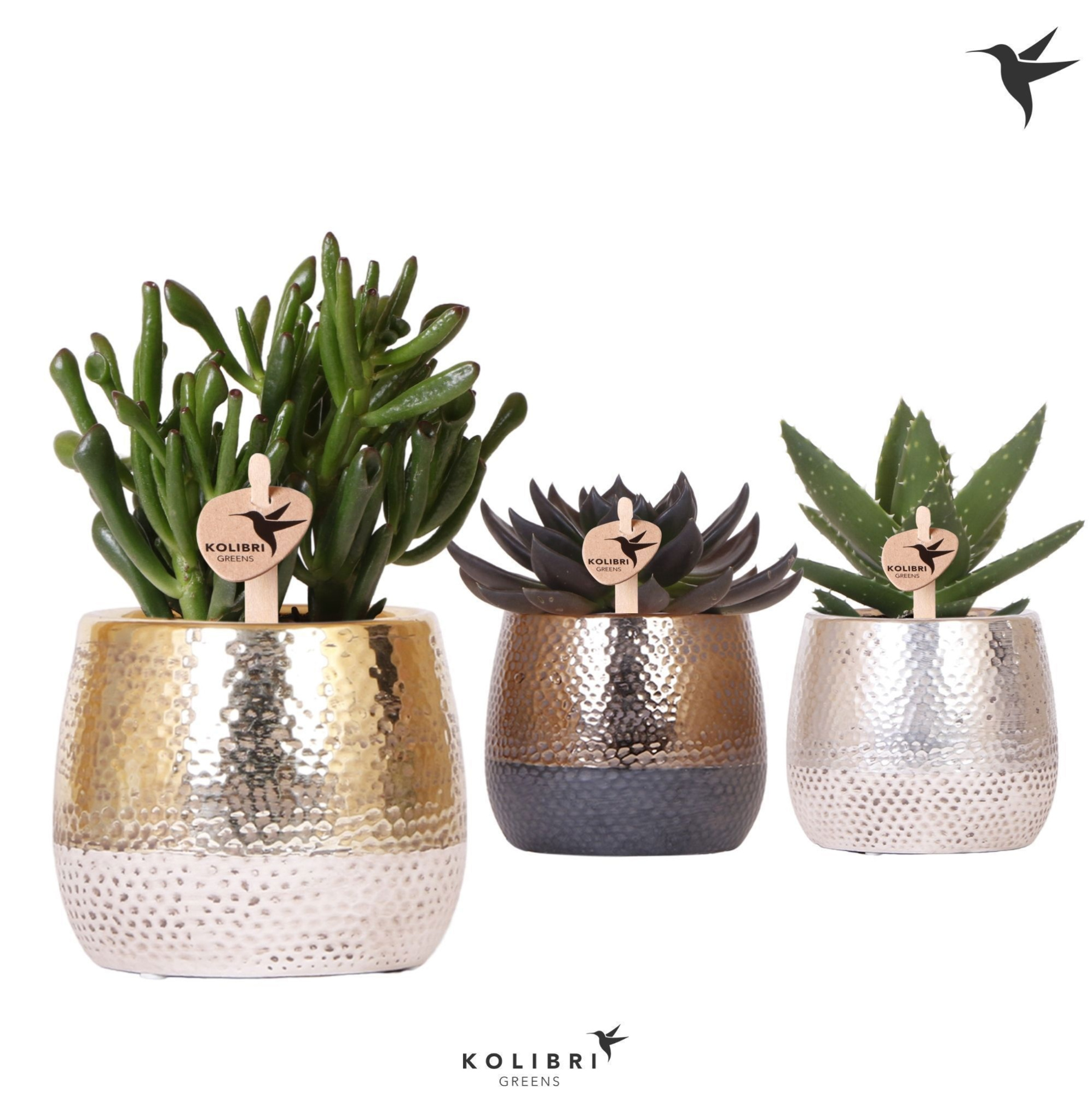 Kolibri Greens Succulenten mix in Elite pot mix, D 9 cm