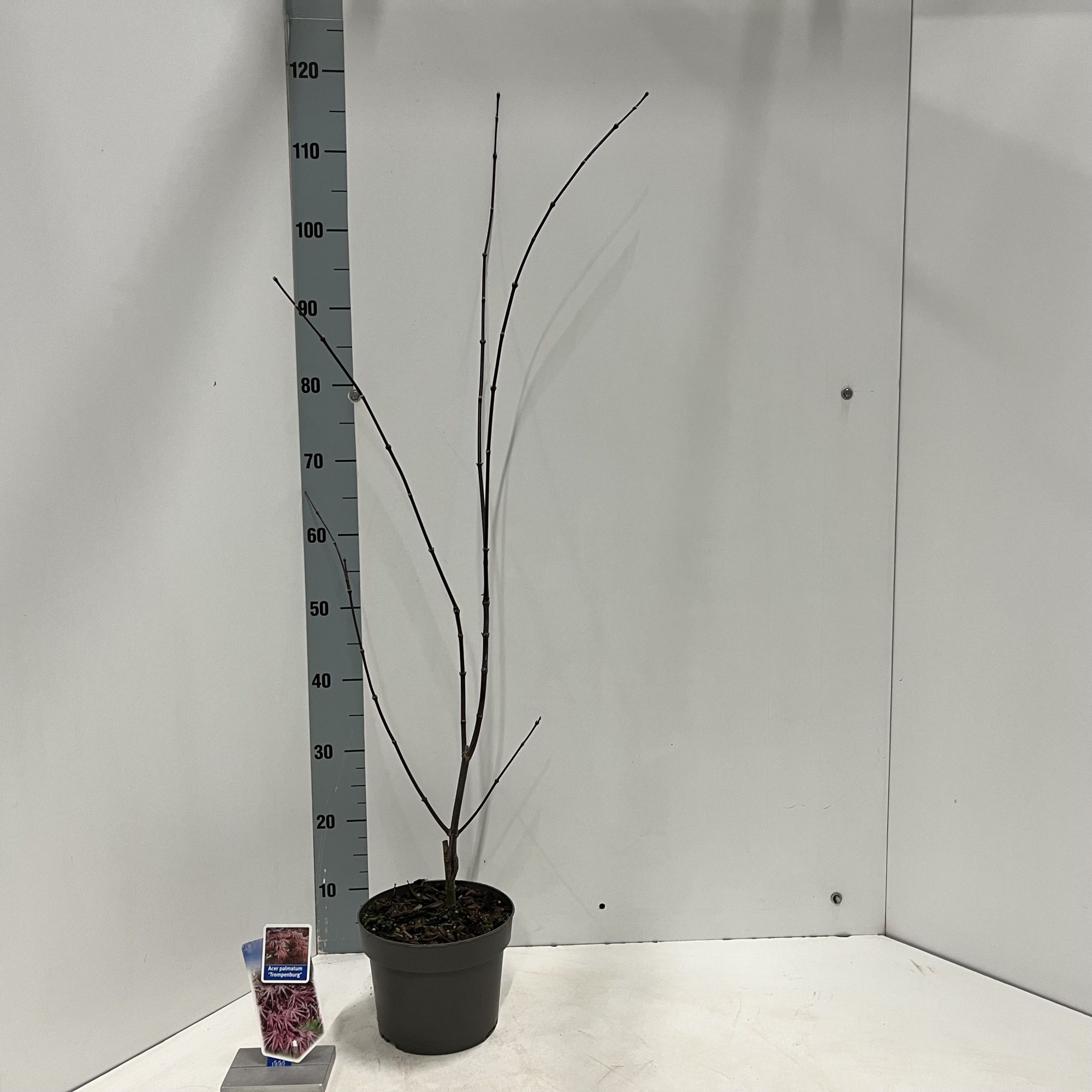 Acer pal. 'Trompenburg', D 19