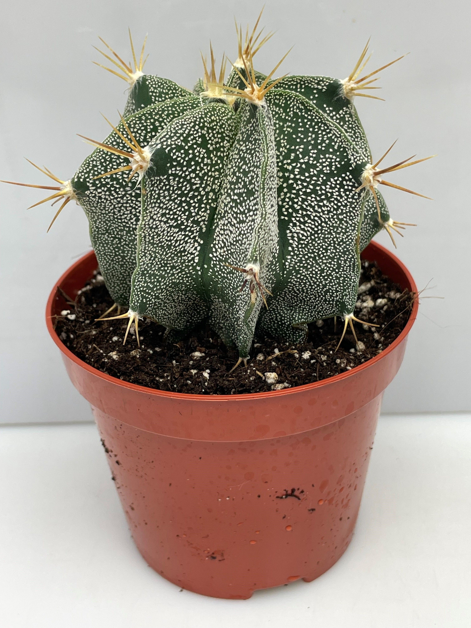 48 Astrophytum ornatum 8,5 cm, D 8,5 cm