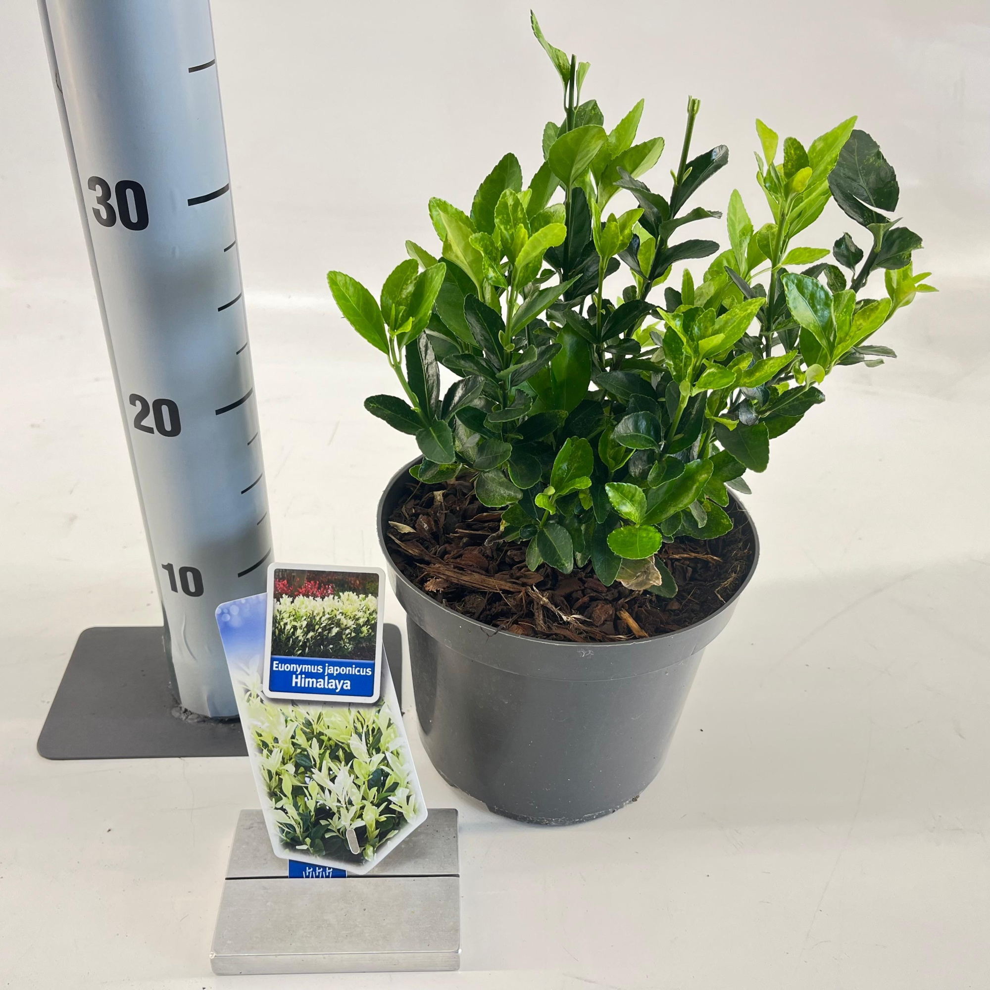 Euonymus jap. Himalaya ('Lankveld06'PBR), D 19 cm