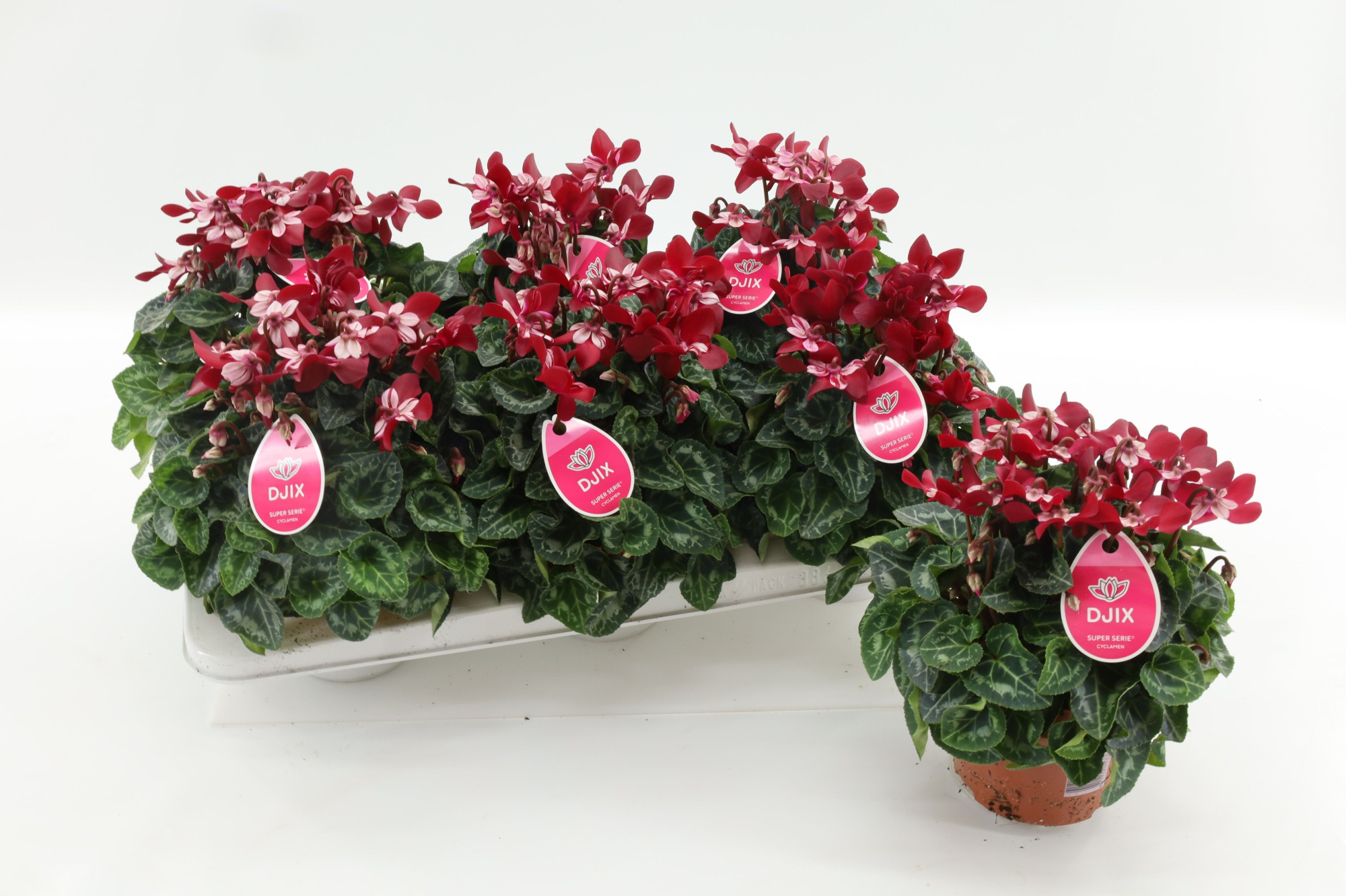 Cyclaam Djix Dark Red 13cm, D 13 cm