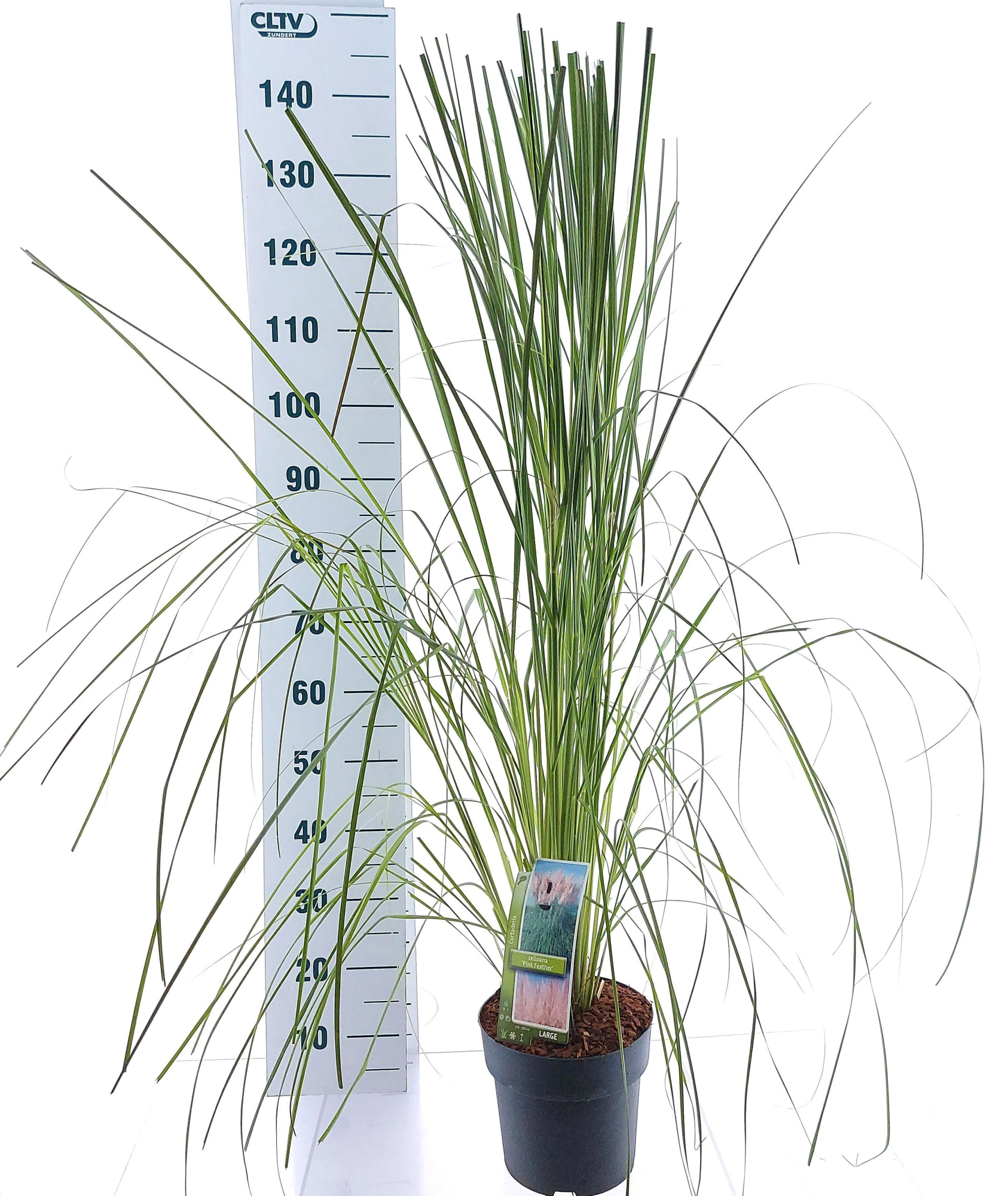 Cortaderia selloana 'Pink Feather', D 23 cm