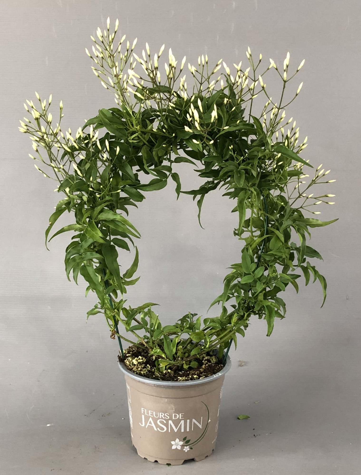 Jasminum polyanthum 200+ knoppen, D 12