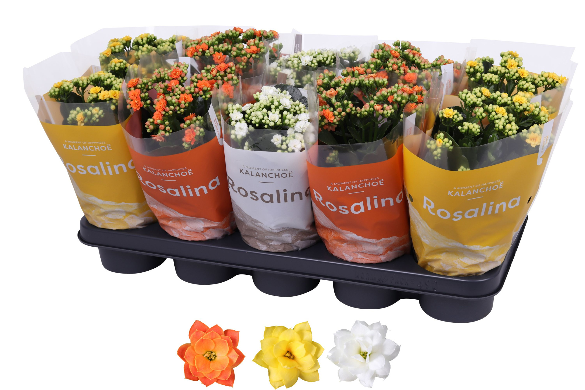 Kalanchoe Rosalina 12cm TST Geel/wit/oranje, TST hoes, D 12