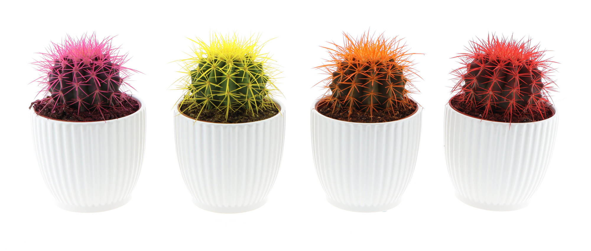 Design pot grusonii rainbow, D 12 cm