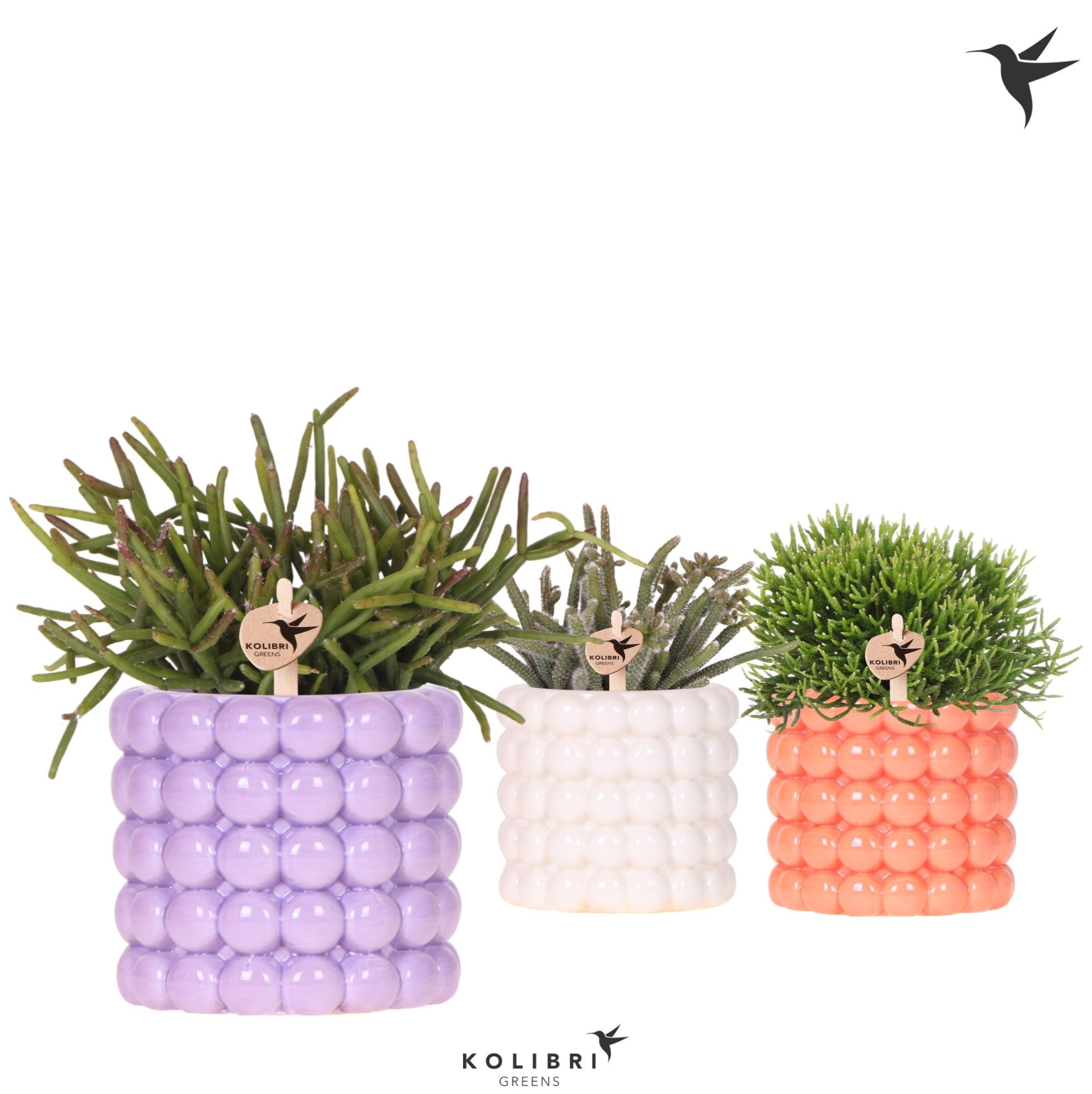 Kolibri Greens Rhipsalis mix in Poppy pot mix, D 9 cm