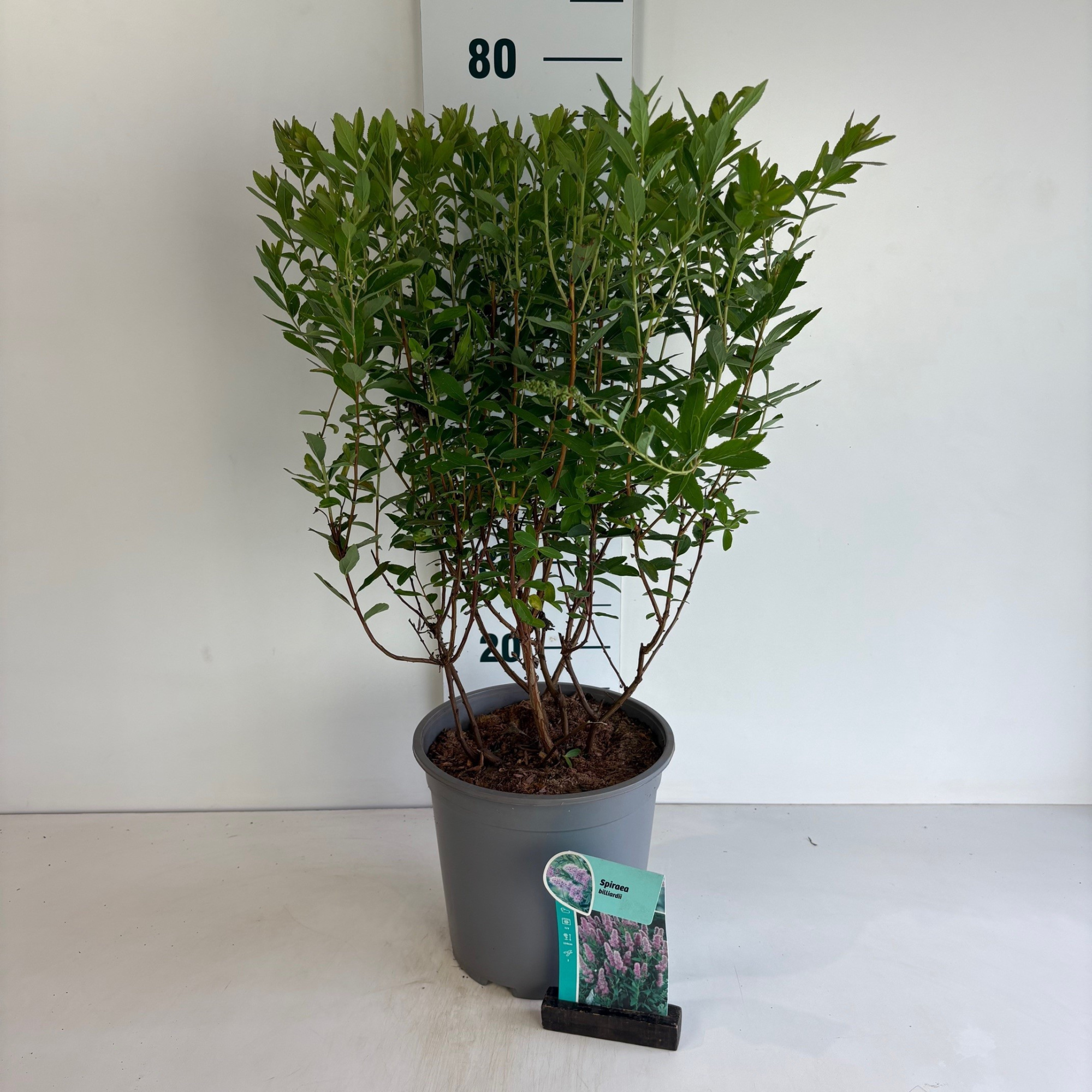 Spiraea billardii, D 24 cm
