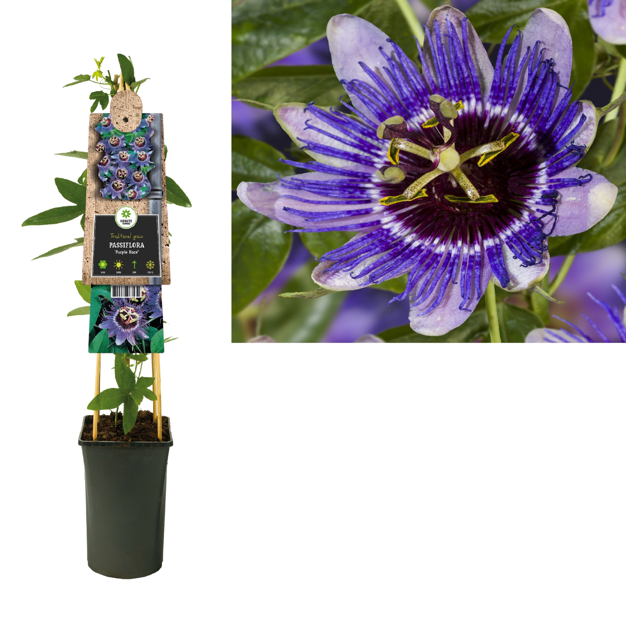 Passiflora 'Purple Haze' +3.0 label, D 17