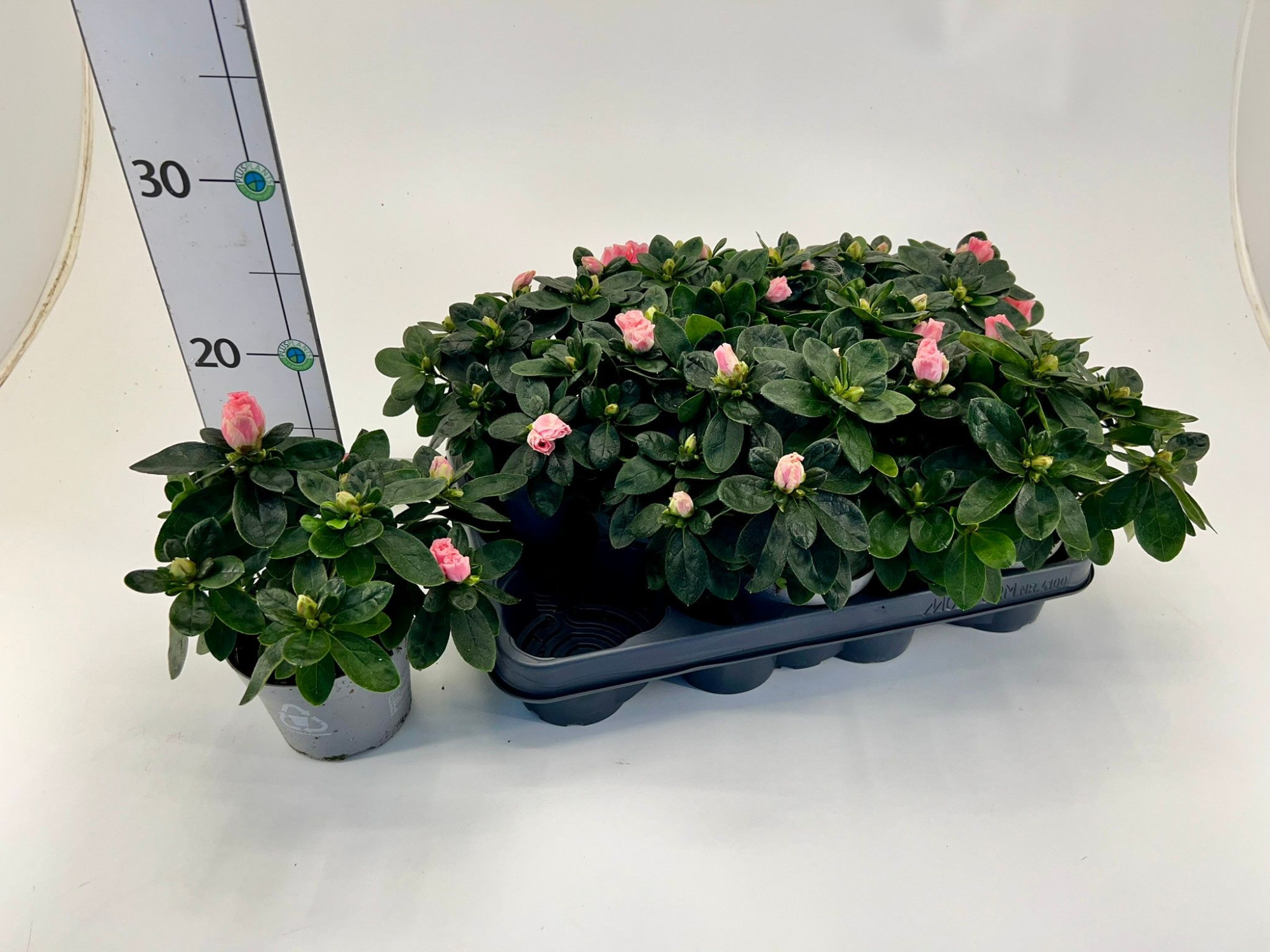 Rhododendron simsii T10,5 Mix, D 10 cm