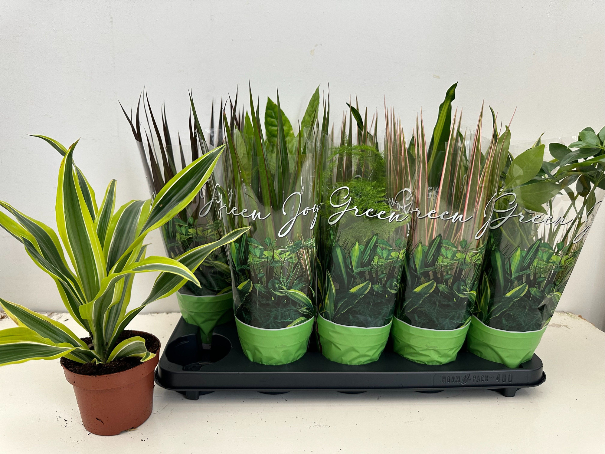 Groenmix 6 soorten, D 12 cm