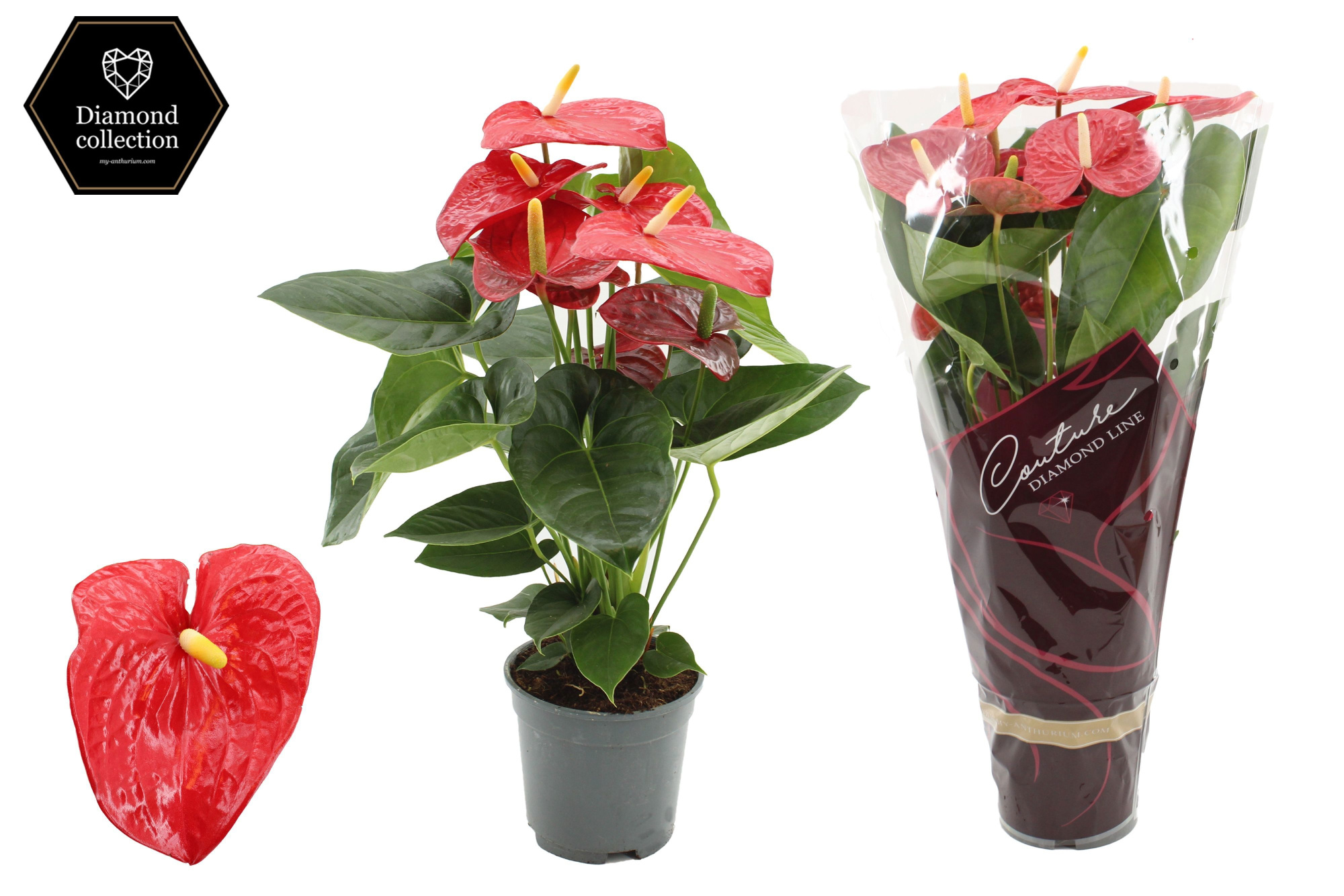 Anthurium 17 cm Turenza in Couture Diamond sleeve, D 17