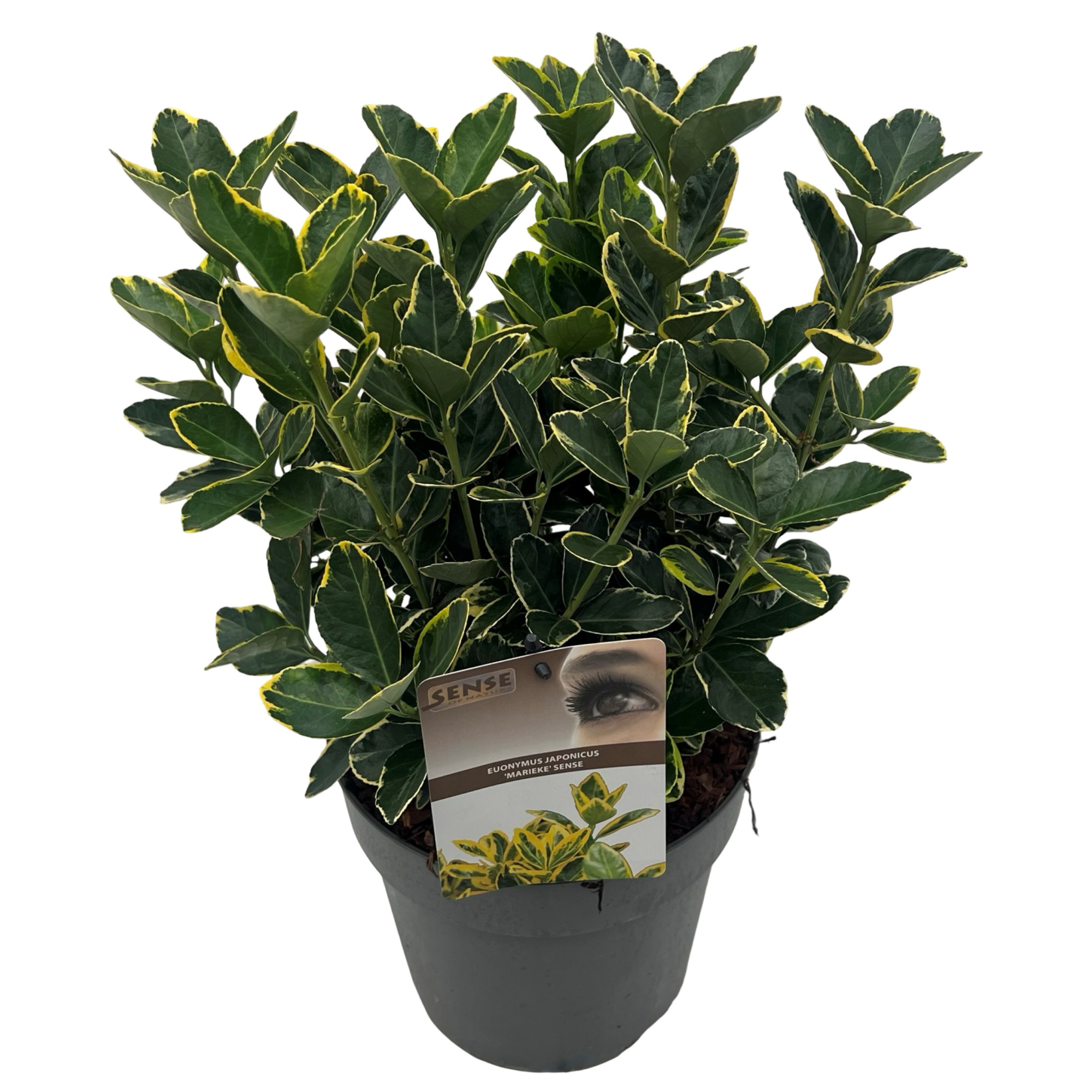 Euonymus jap. 'Marieke' sense, D 23 cm