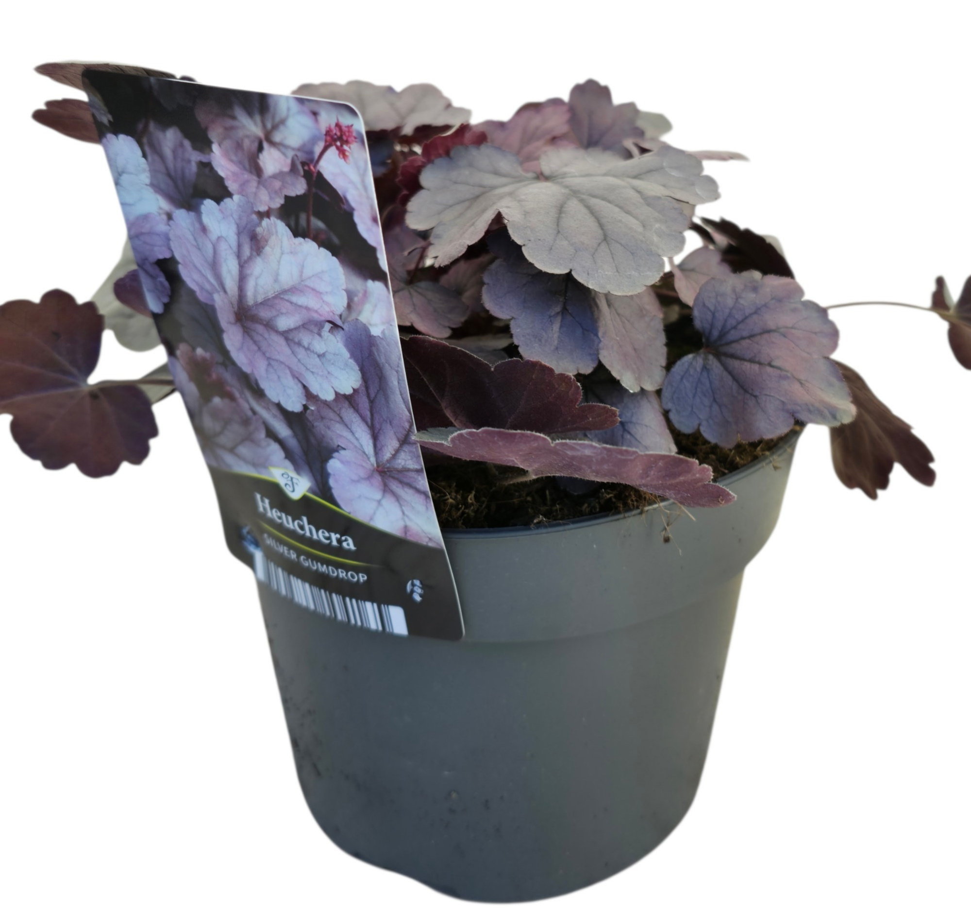 Heuchera Silver Gumdrop, D 17