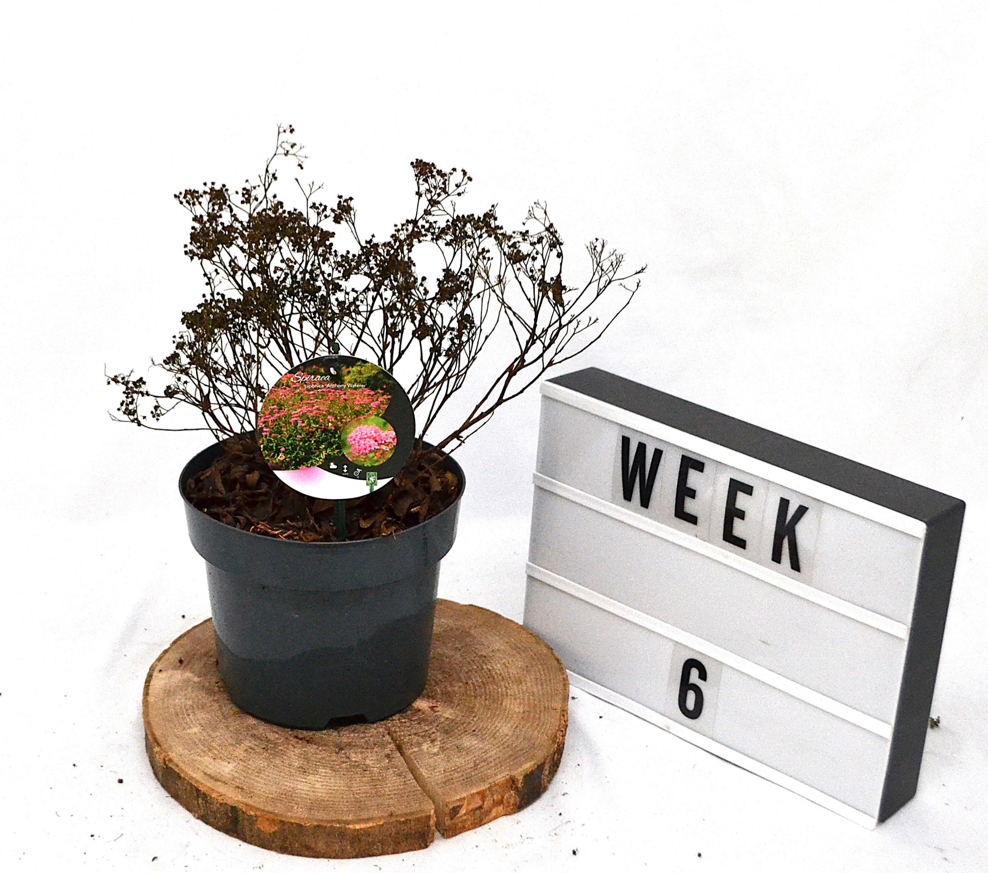 Spiraea japonica Anthony Waterer C3, D 19