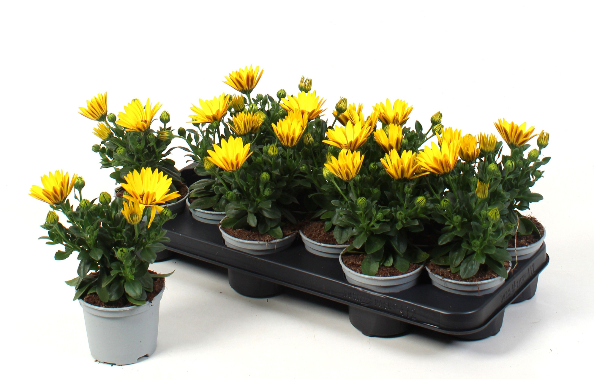 Osteospermum Solana, D 10,5
