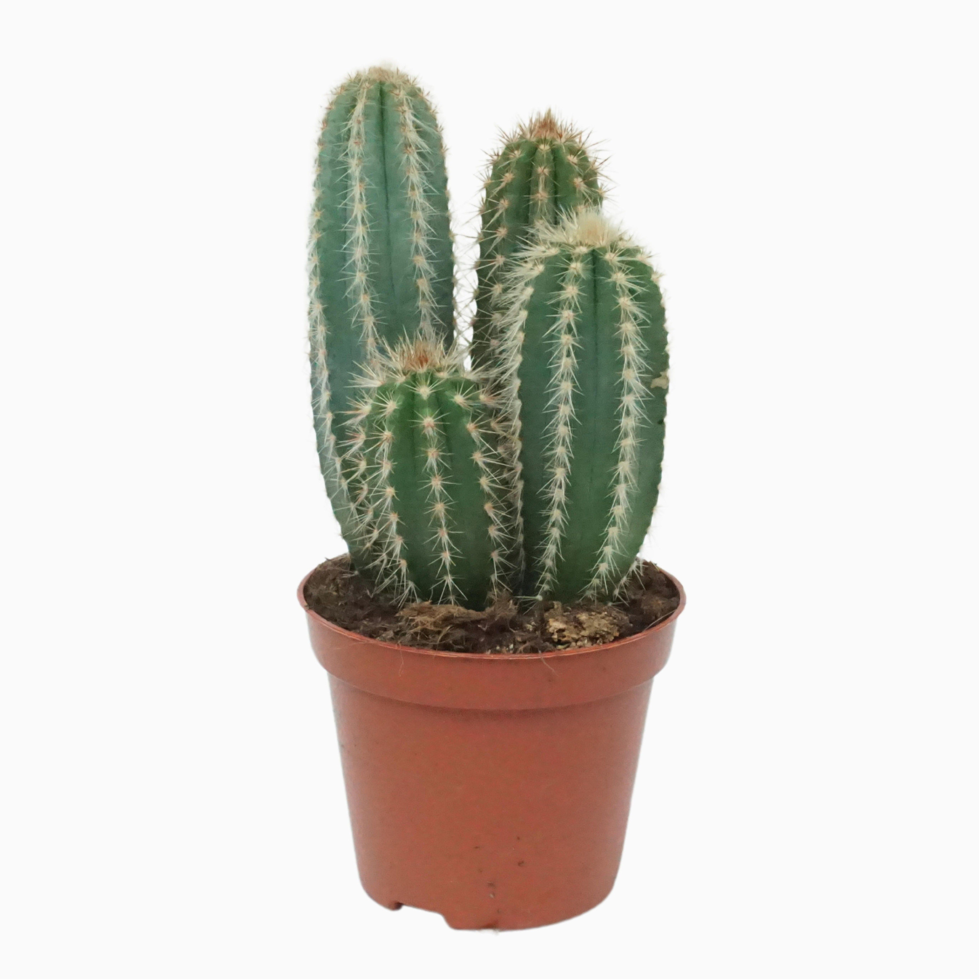 Pilosocereus pachycladus 8,5 cm, D 8,5