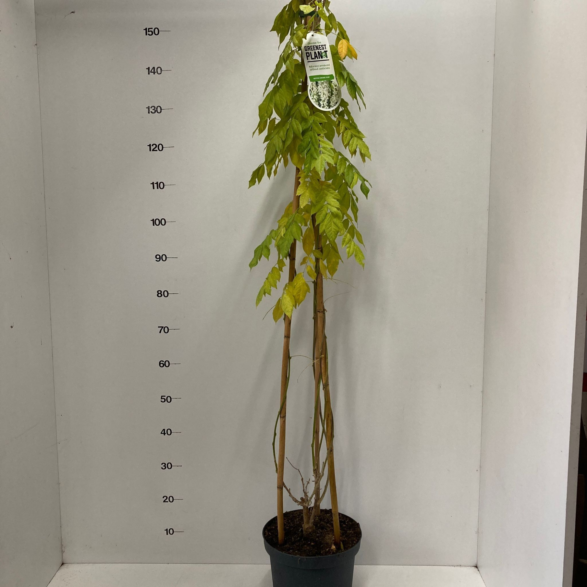 Wisteria sinensis 'Alba' (piramide), D 26