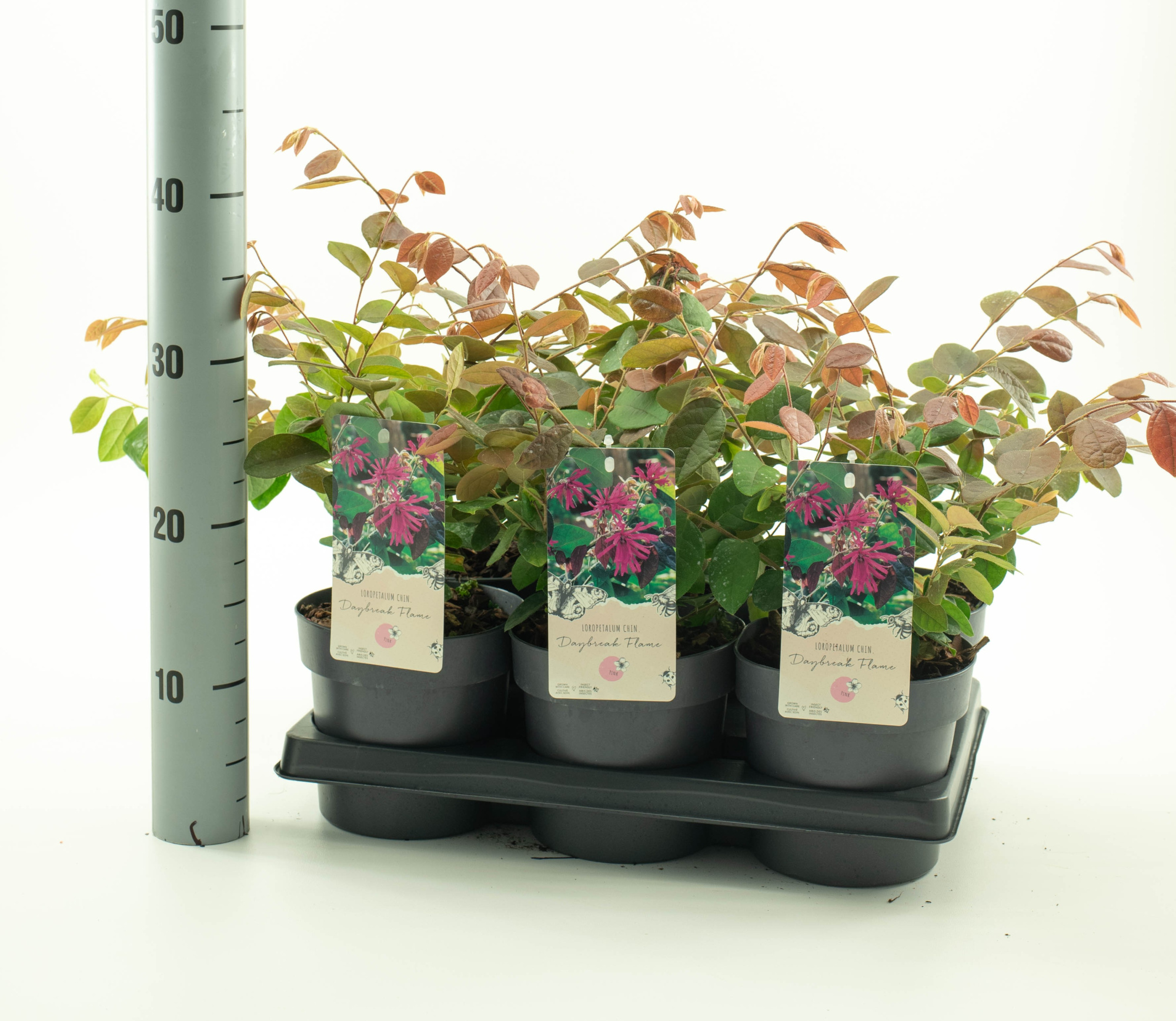 Loropetalum chin. 'Daybreak Flame', D 15 cm