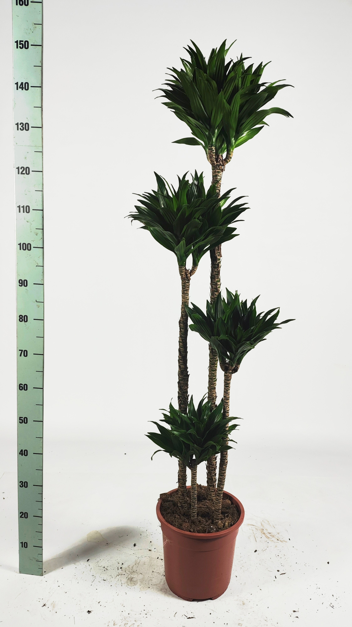 Dracaena compacta 120-90-60-30, D 27 cm