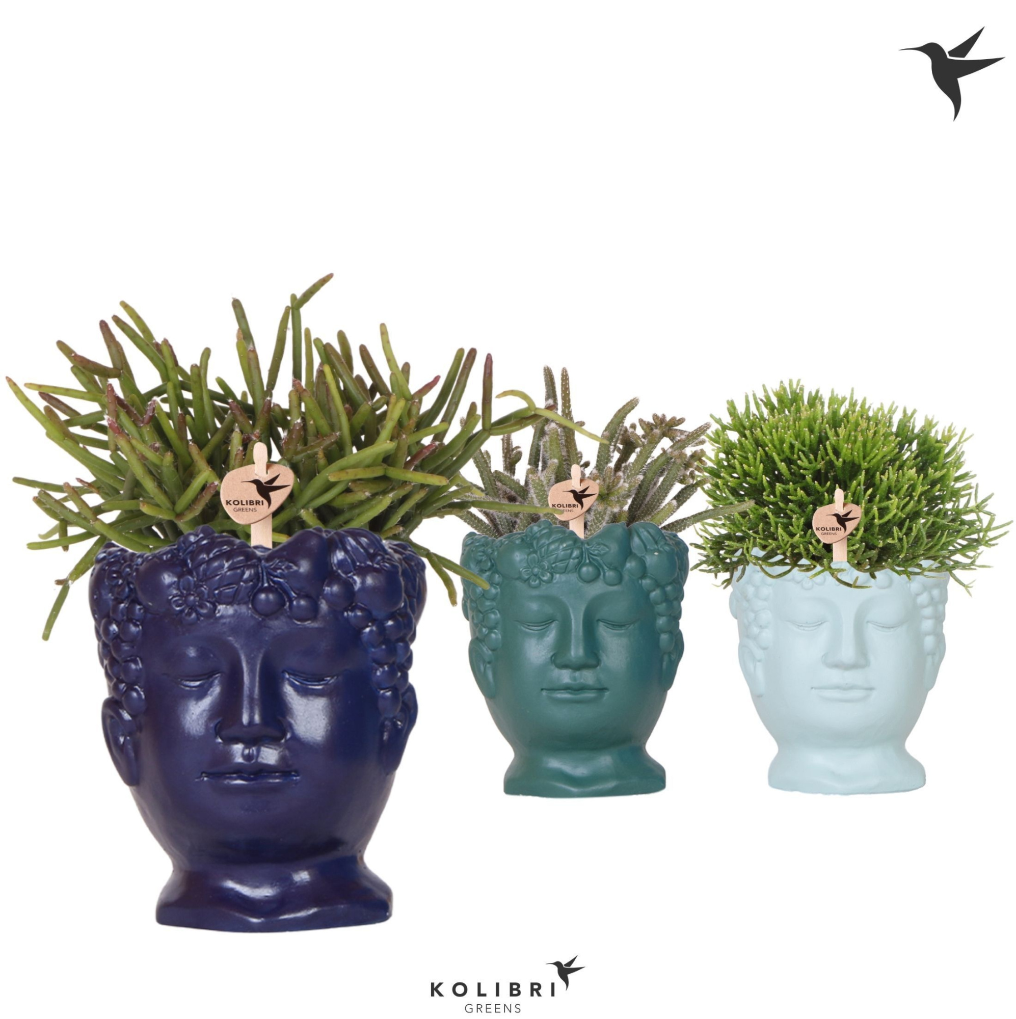 Kolibri Greens Rhipsalis mix in Fruity Head pot blue mix, D 9 cm