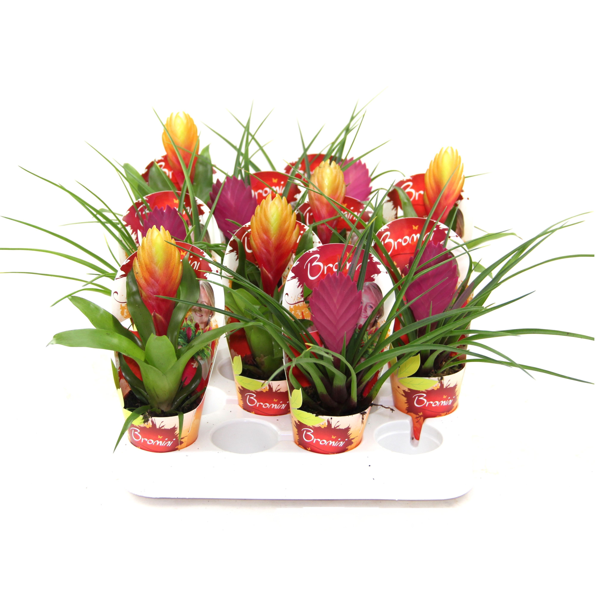 Bromini mix in potcover, D 7 cm