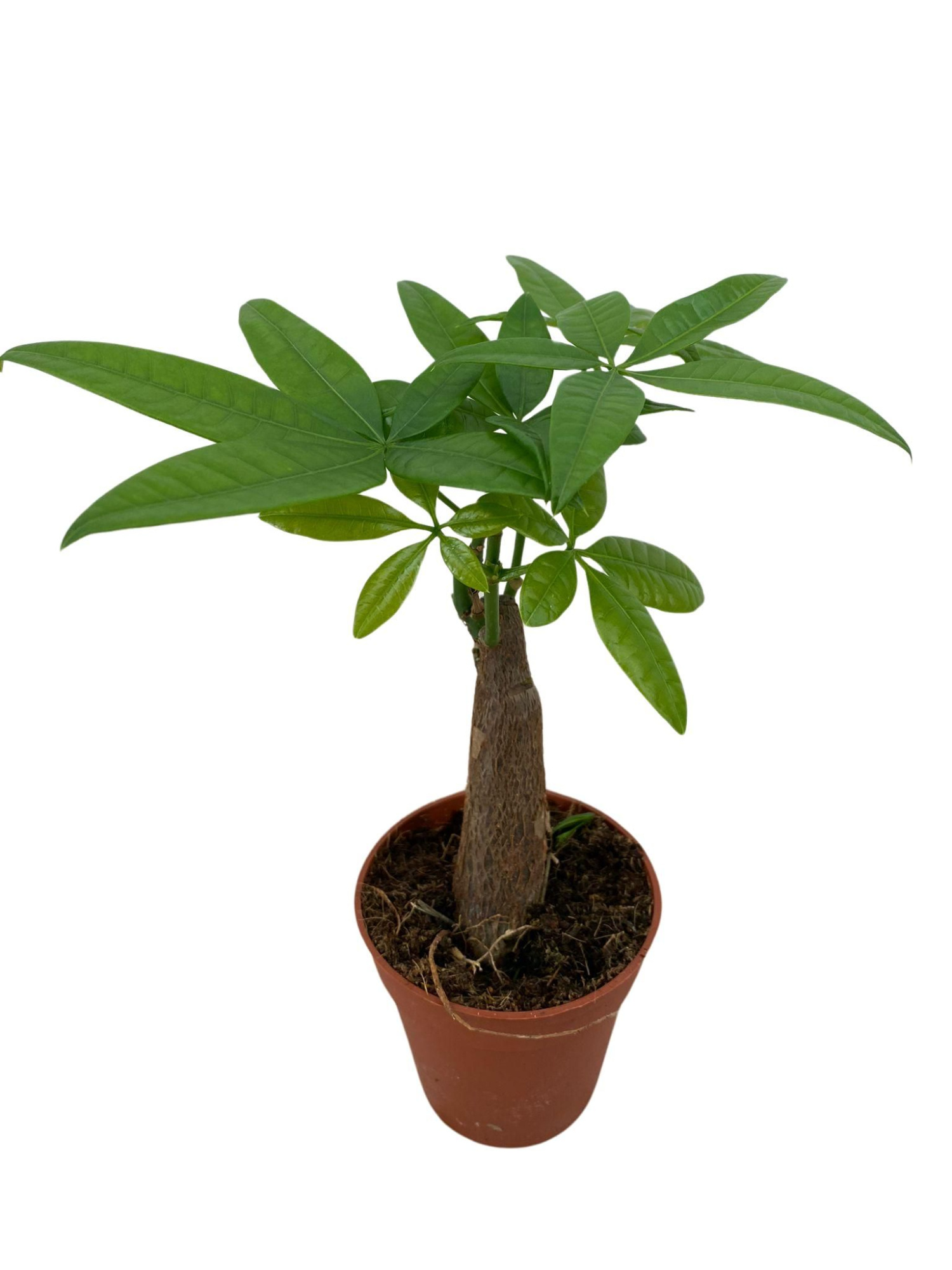 Pachira Aquatica p9, D 9 cm