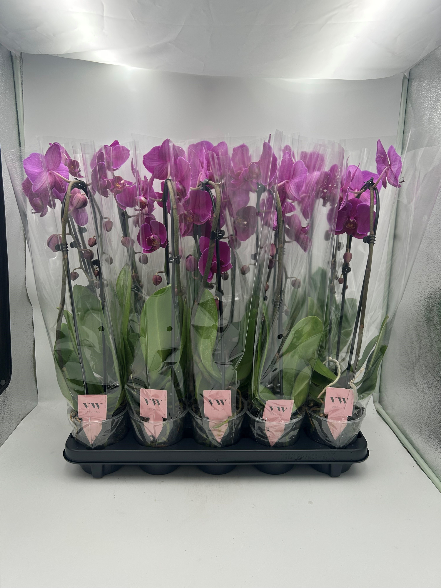 Phalaenopsis Cascade 1 tak Paars, D 12 cm