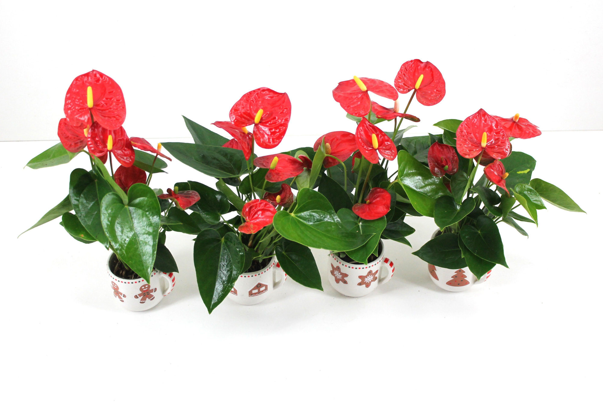 Anthurium xl.9 Jambo Red 7cm met keramieken kerstmok, D 7 cm