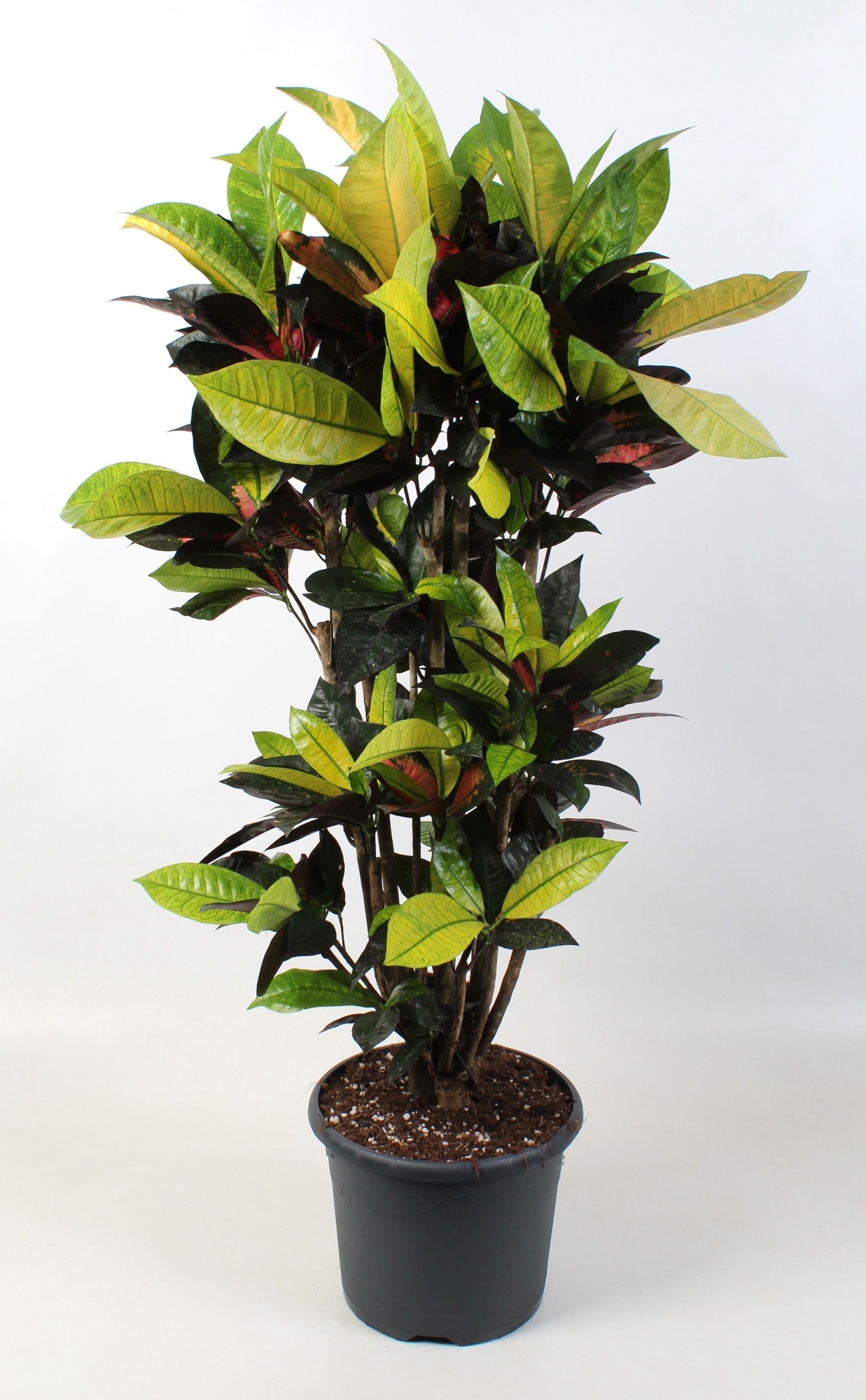 Codiaeum Iceton vertakt 24 cm, D 24 cm