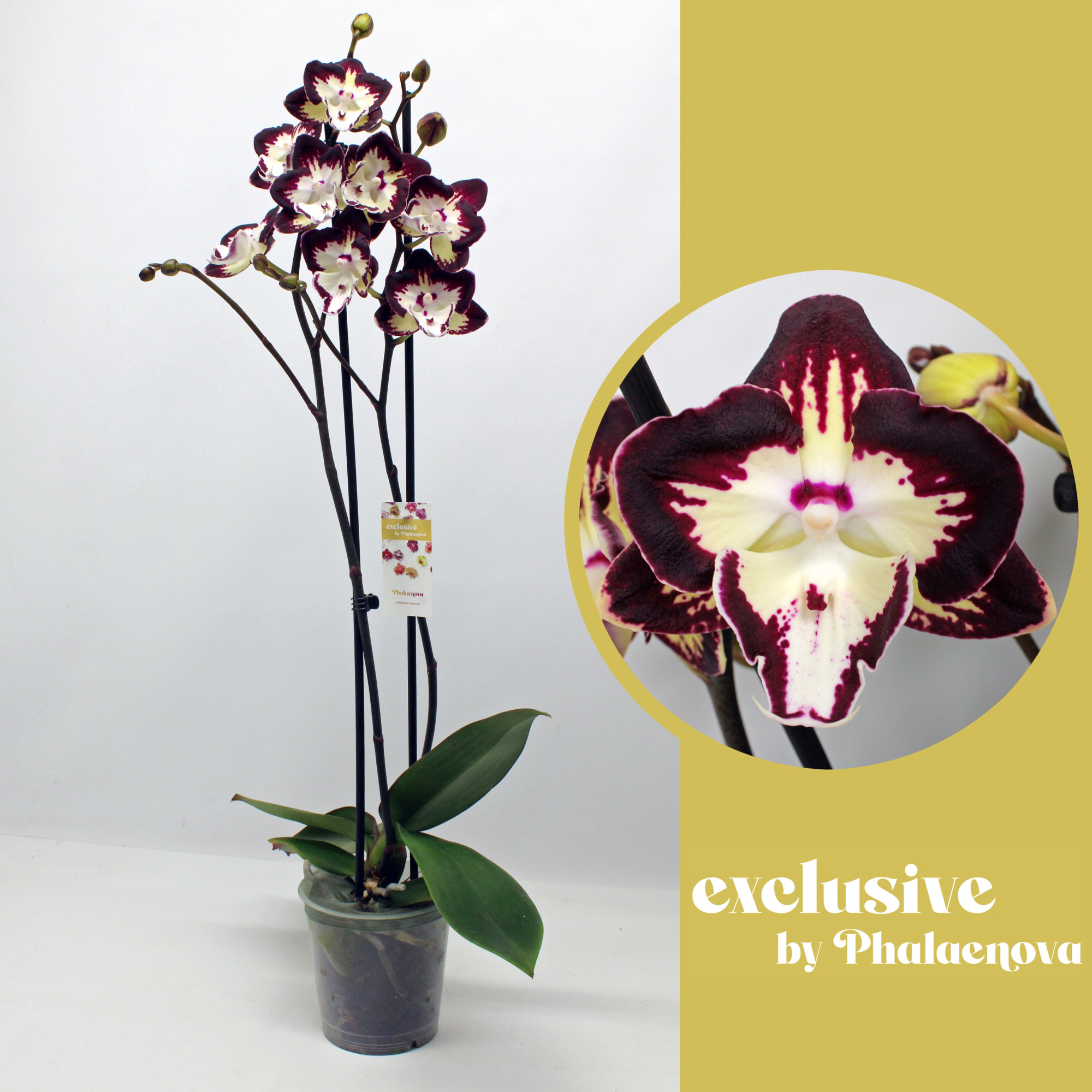 Klementine 2-tak 65cm (RIJP), D 12