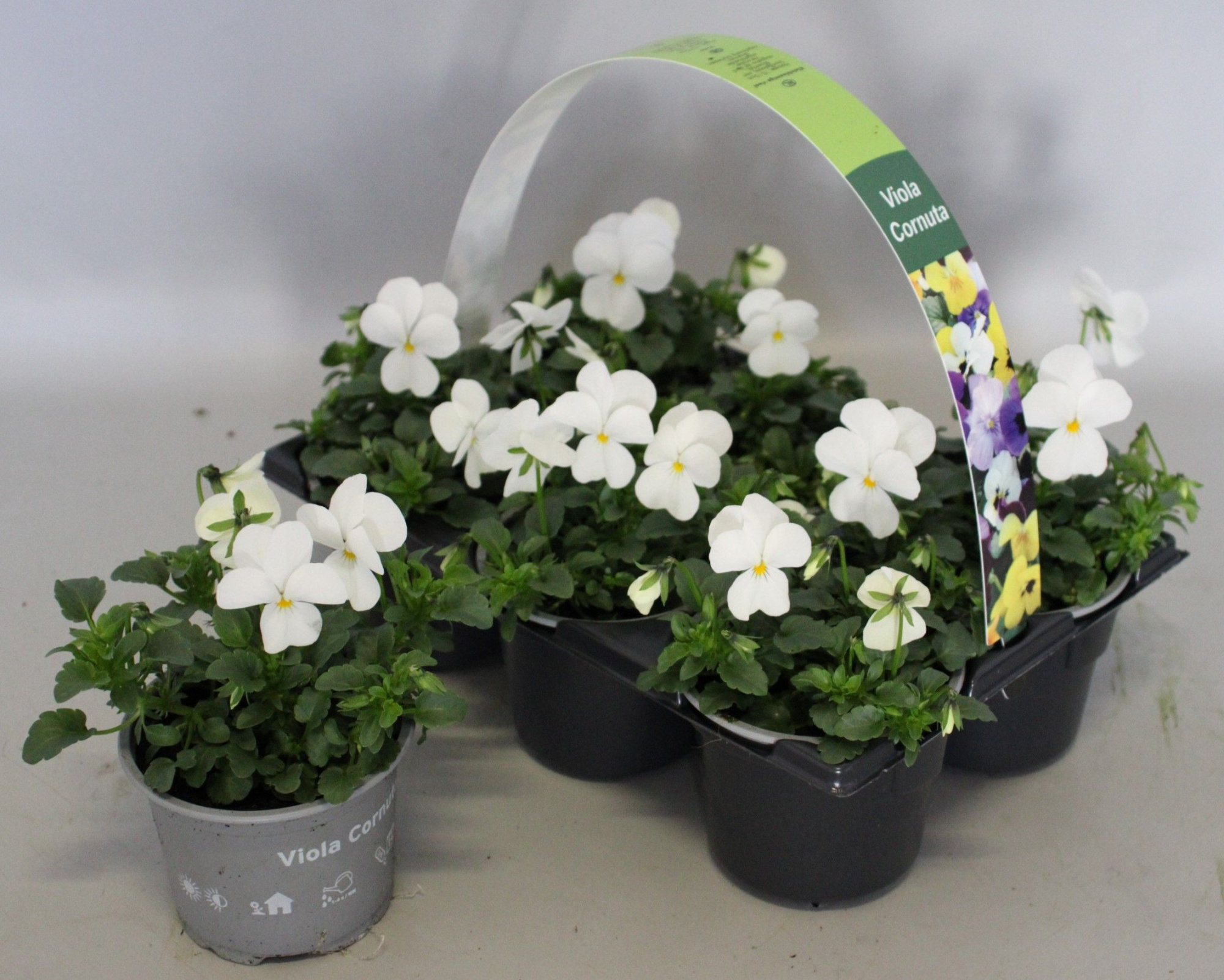 Viola cornuta 6-pack 9cm White, D 9 cm