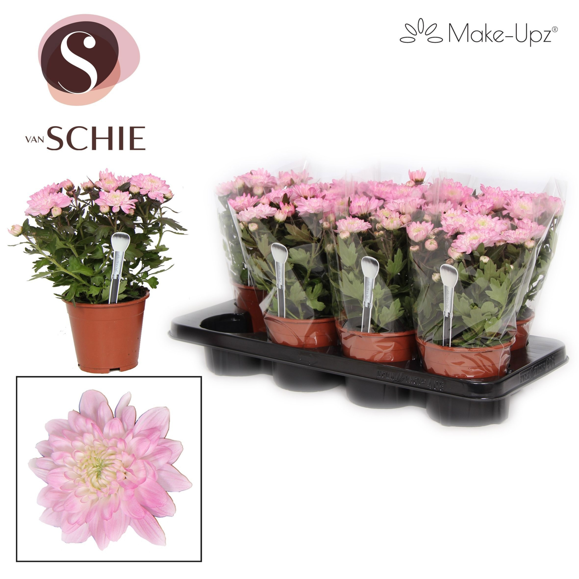 Chrysanne Grandezza Make-Upz® Pink, D 13 cm