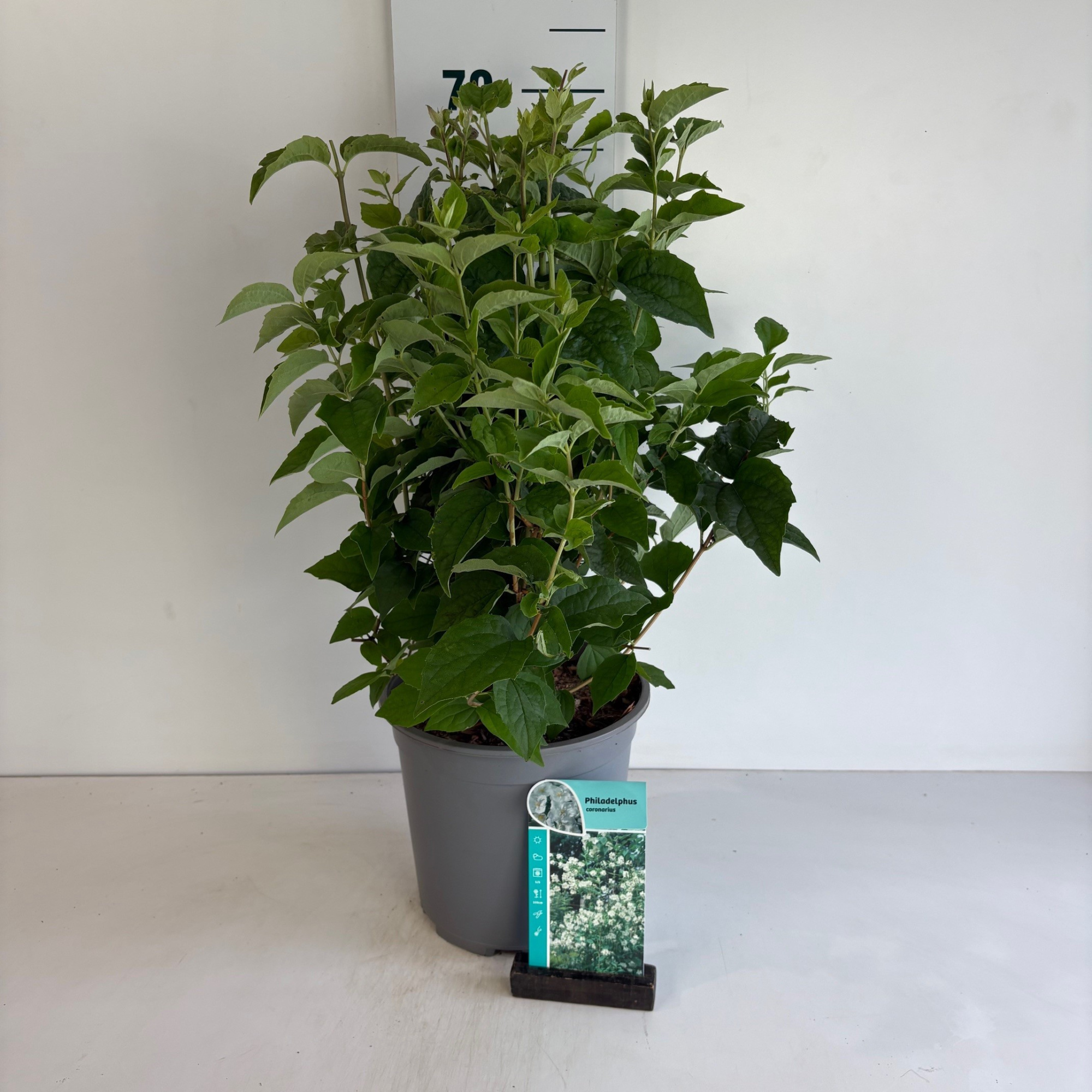 Philadelphus coronarius, D 24 cm