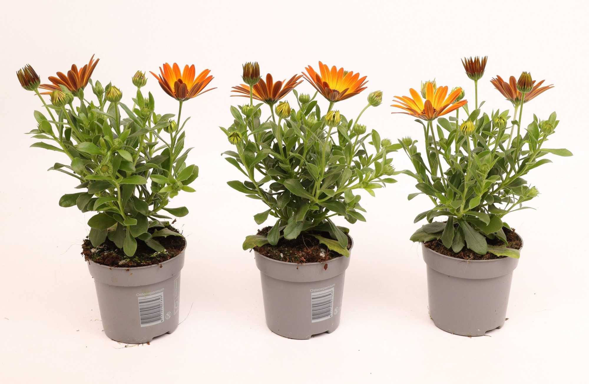 Osteospermum Orange Flare, D 10,5