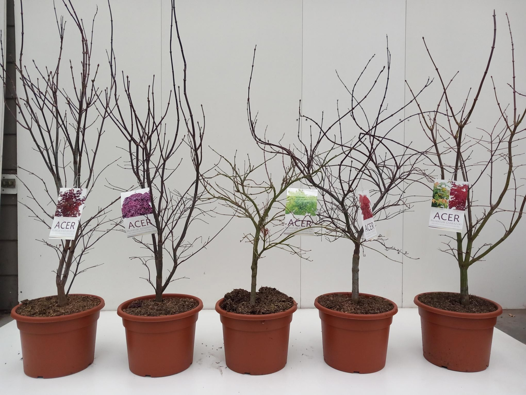 Acer palmatum mix C15, D 32