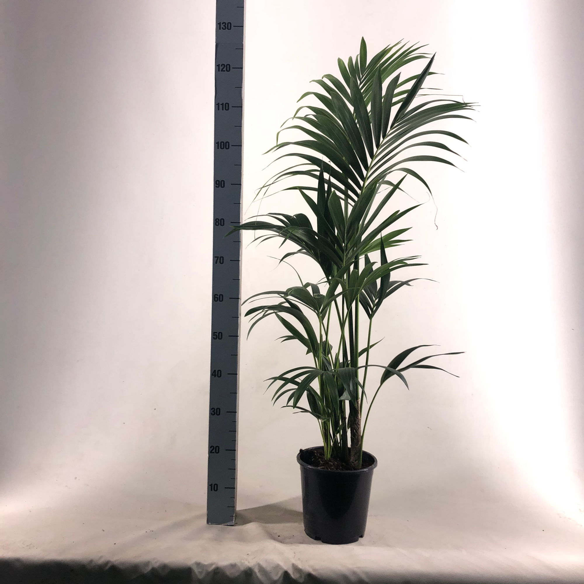 KENTIA-P21 H120-5PP-EcoLine (Howea forsteriana, D 21 cm