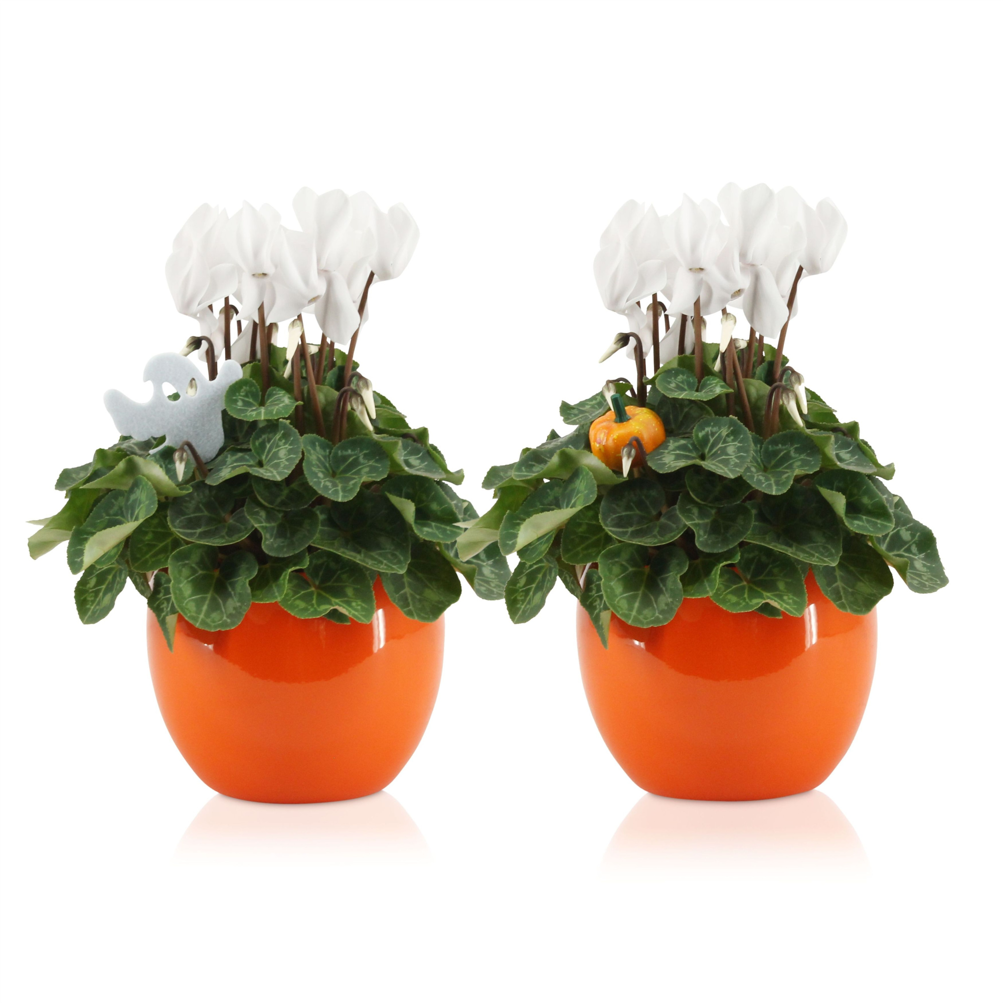 Cyclamen in Oranje "Lisa" keramiek met HALLOWEENstekers, D 12 cm