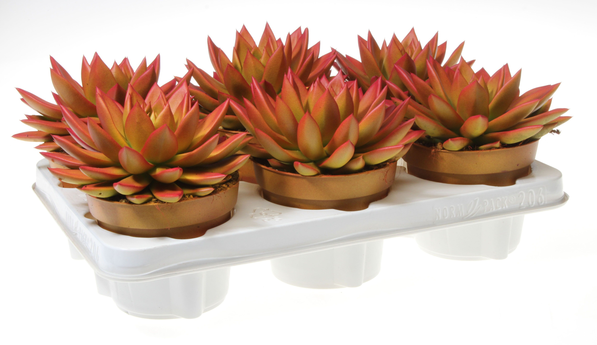 Rainbow zalm, D 12 cm