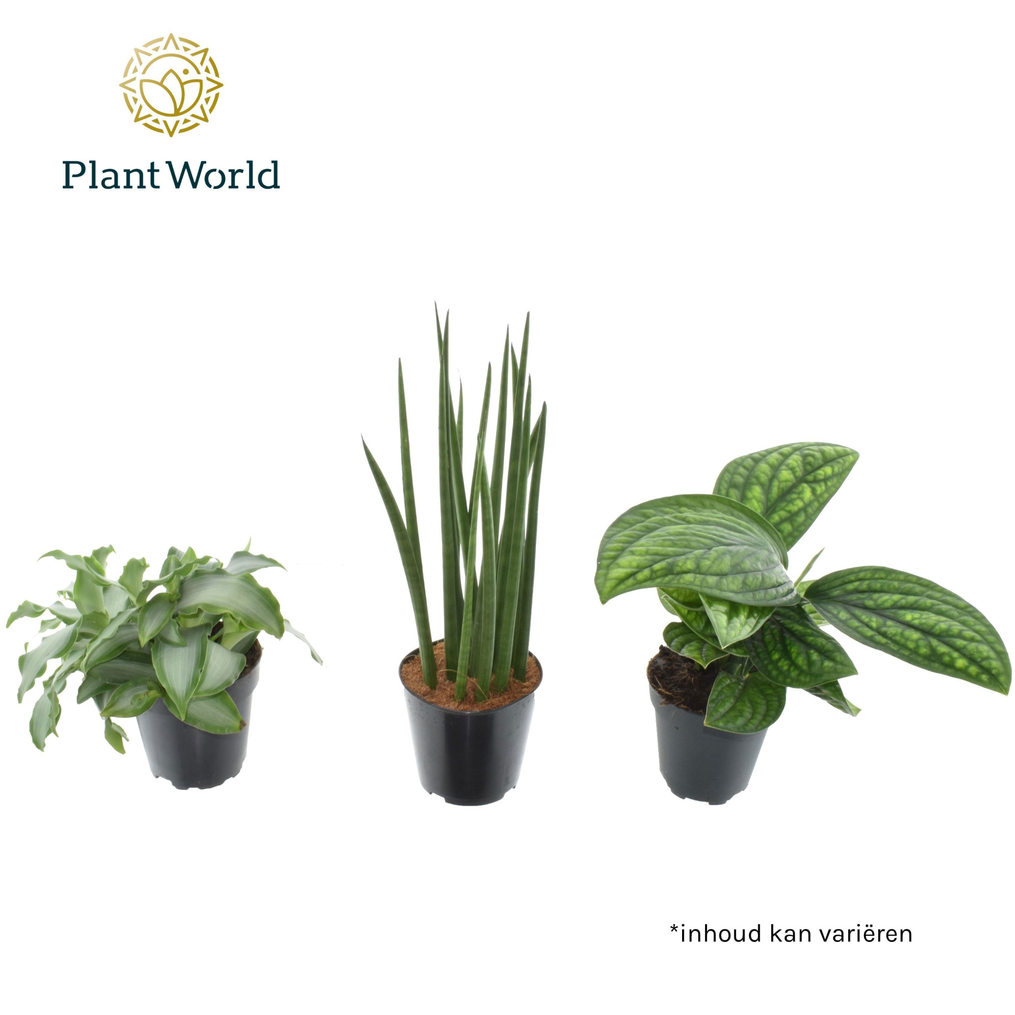 Amazone mix, D 12 cm