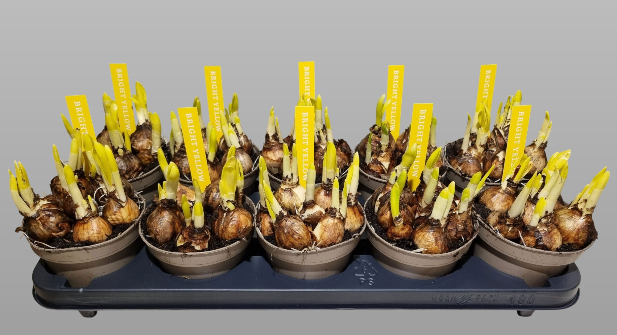 NARCIS TETE A TETE 12 KLOK ETIKET, D 12