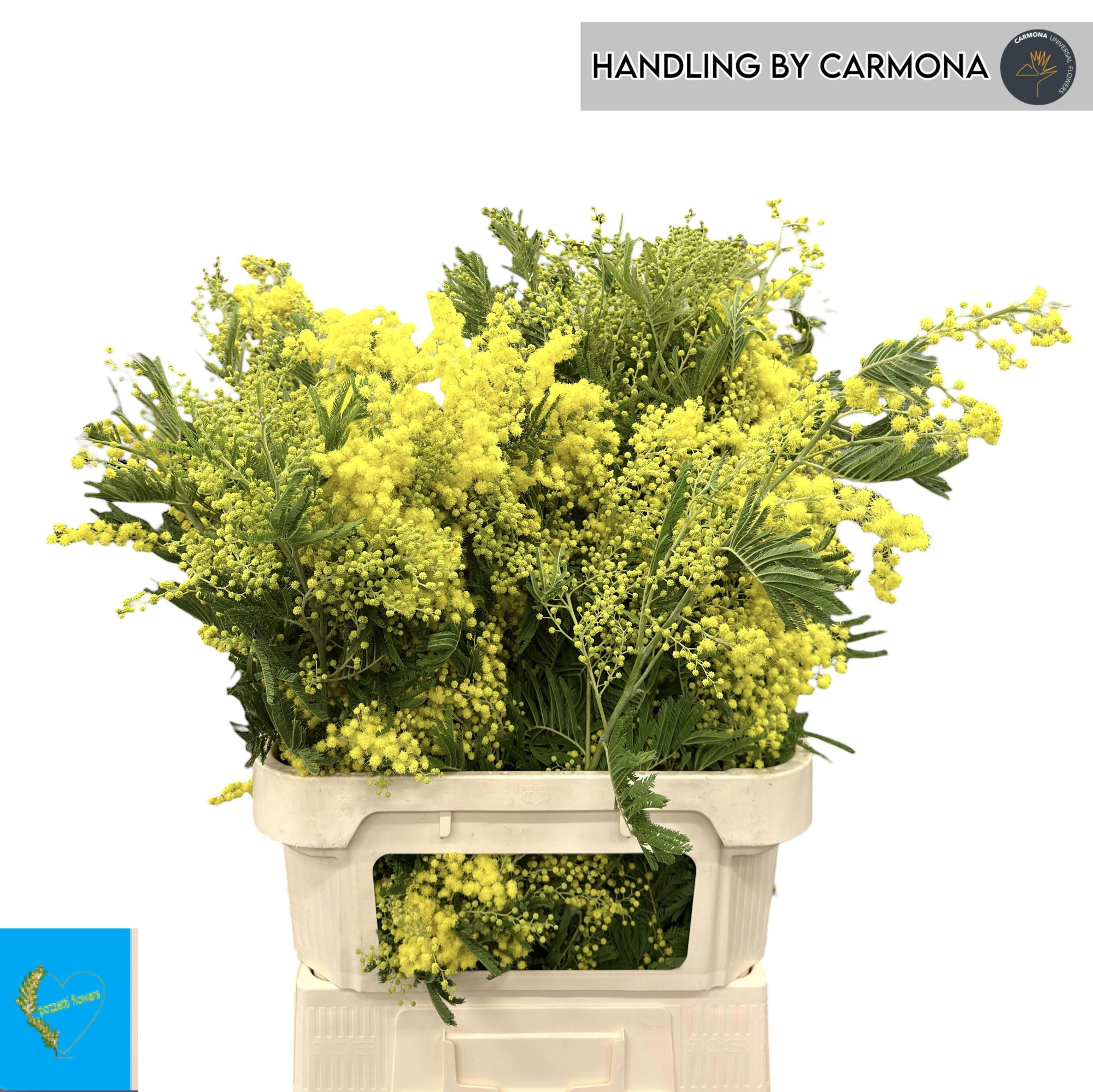 Мимоза Балеана за пучок 90, пуч.