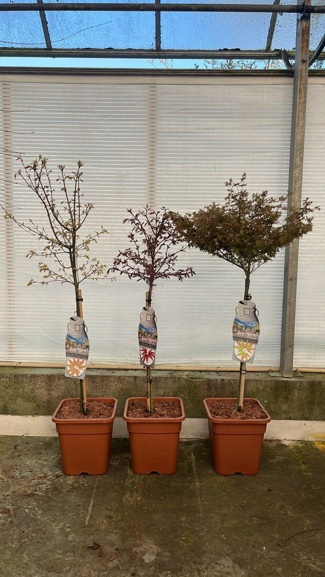 Acer pal. 'Mix' - vp14L 60-stam, D 28 cm