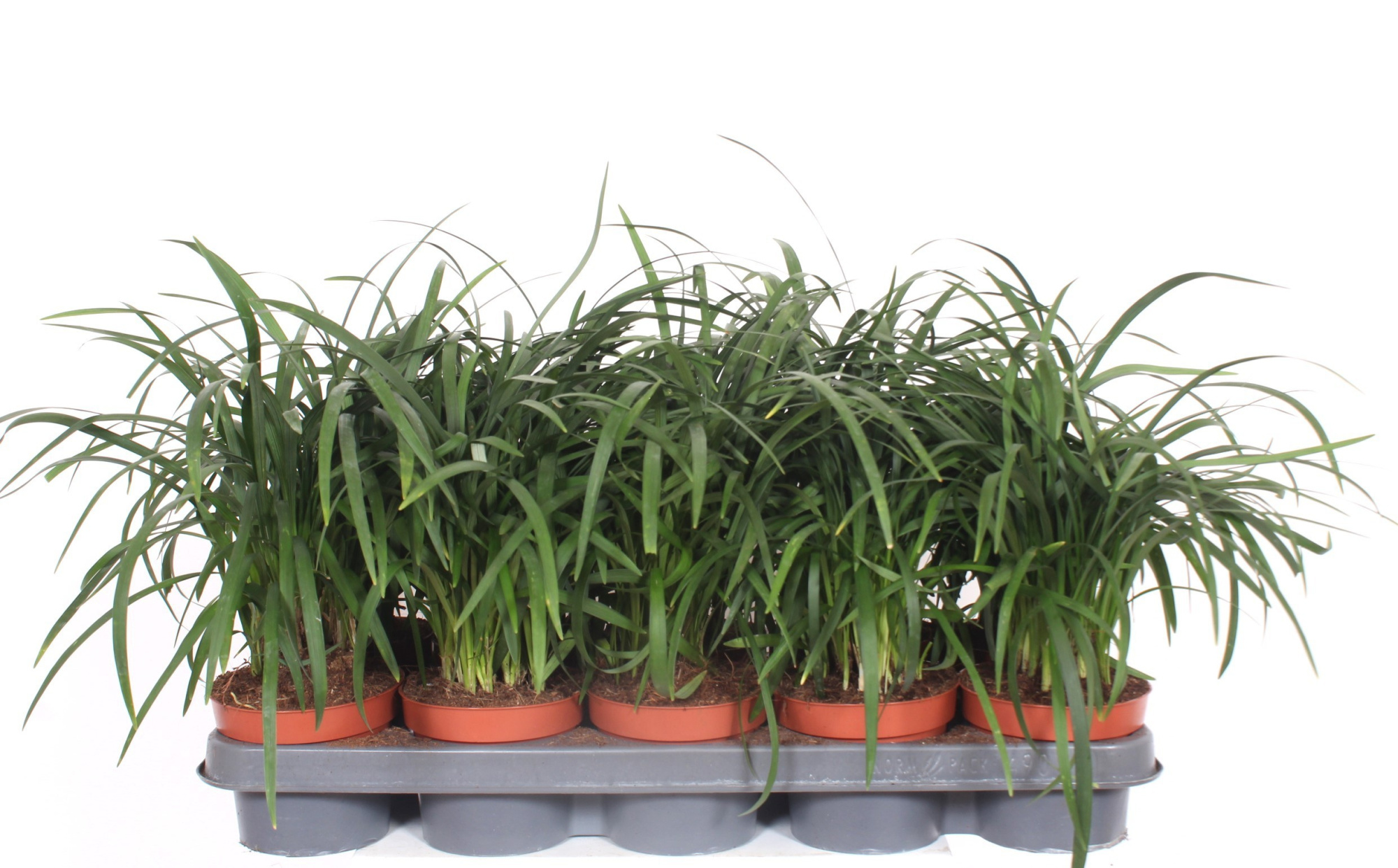 Liriope spicata, D 12