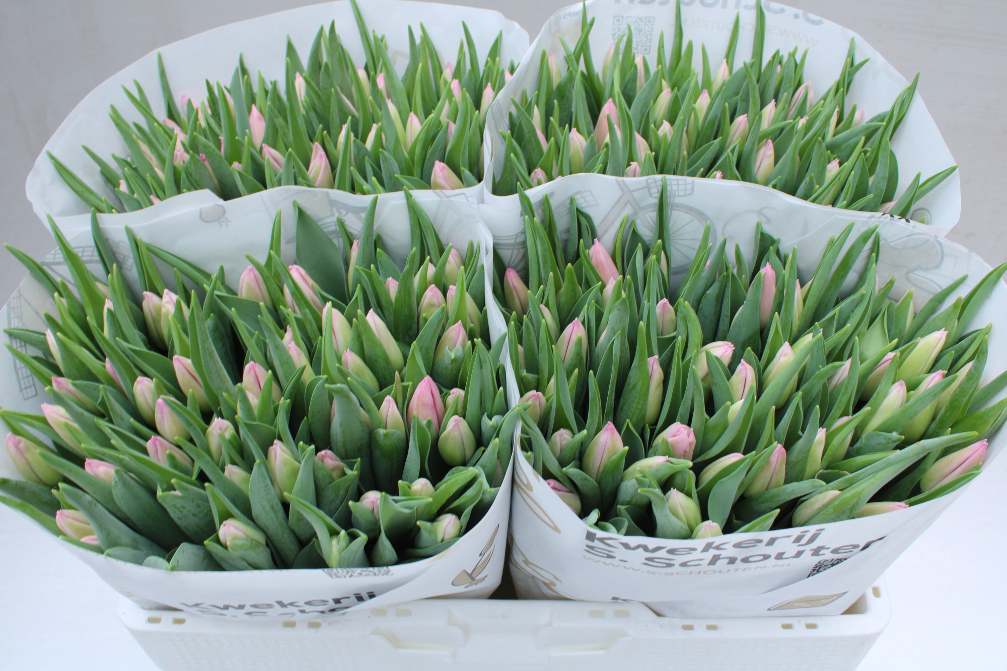 Тюльпан од. Аафке (светло-роз.), шт.